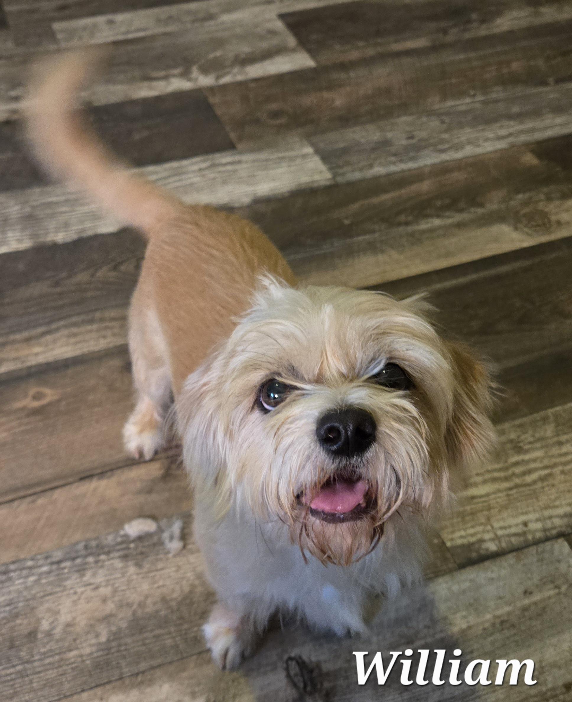 Enlarge William , a Adoptable mixed breed in Houston , TX image 1/2