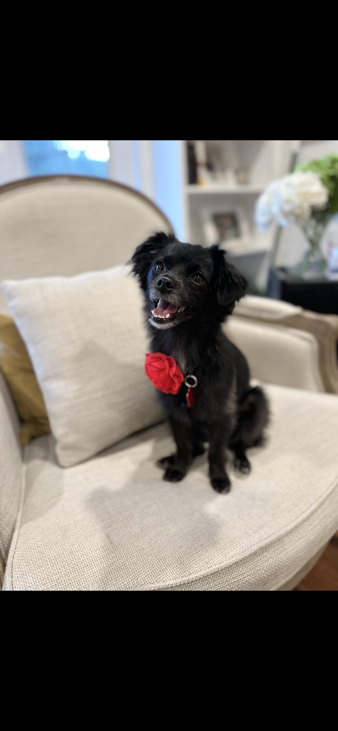 Gracie