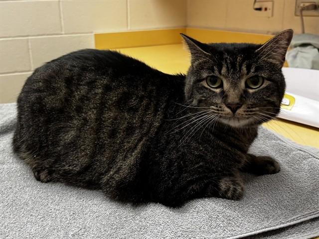 BOTANIKA, Adoptable, Adult Female Domestic Short Hair.