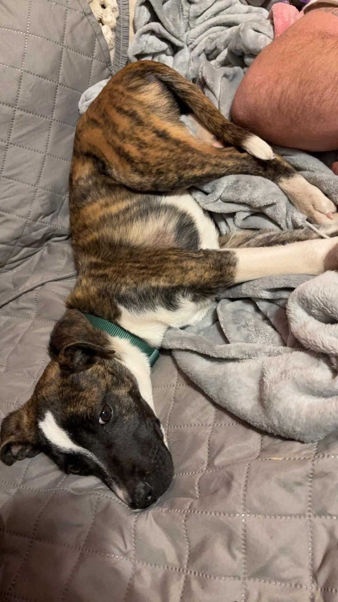 Bo (Bocephus)