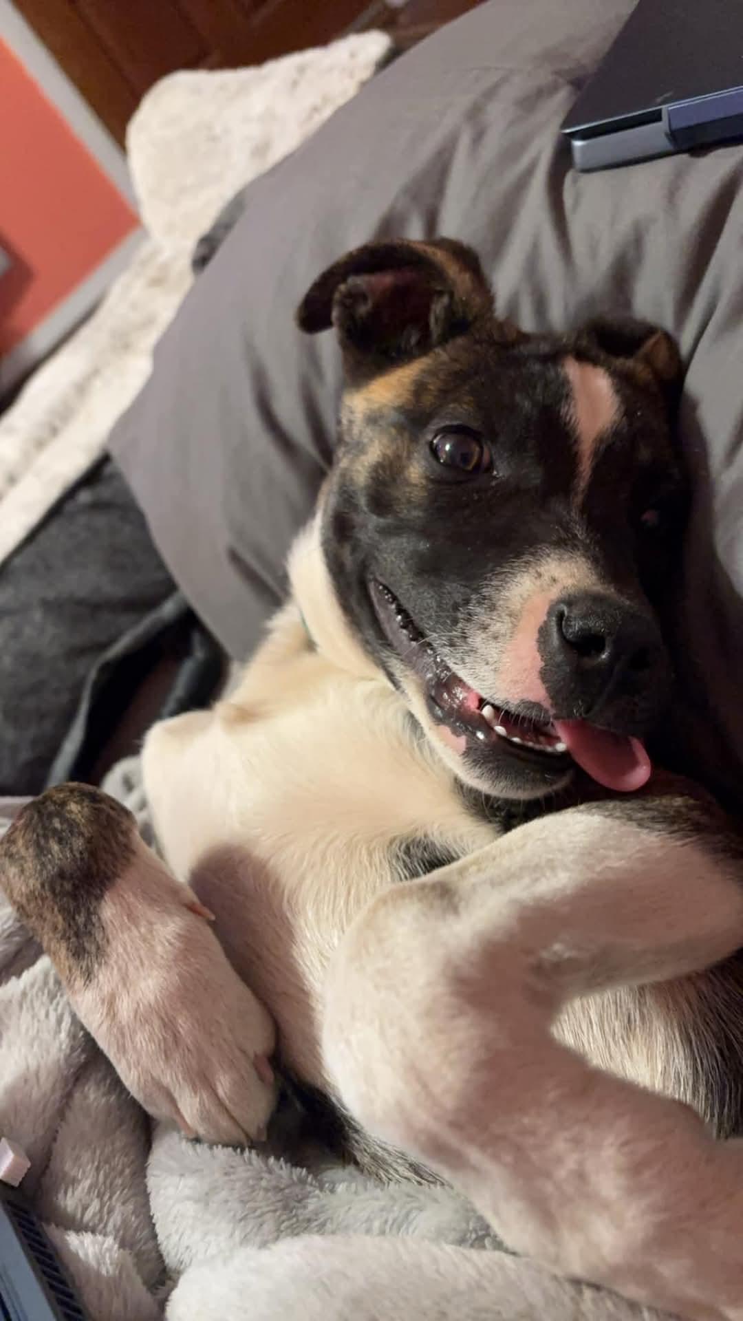 Bo (Bocephus)