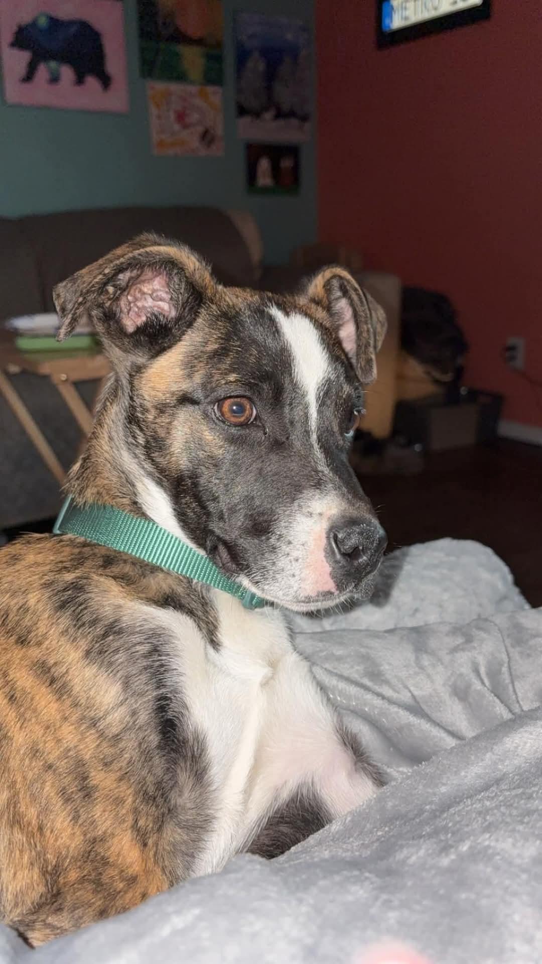 Bo (Bocephus)