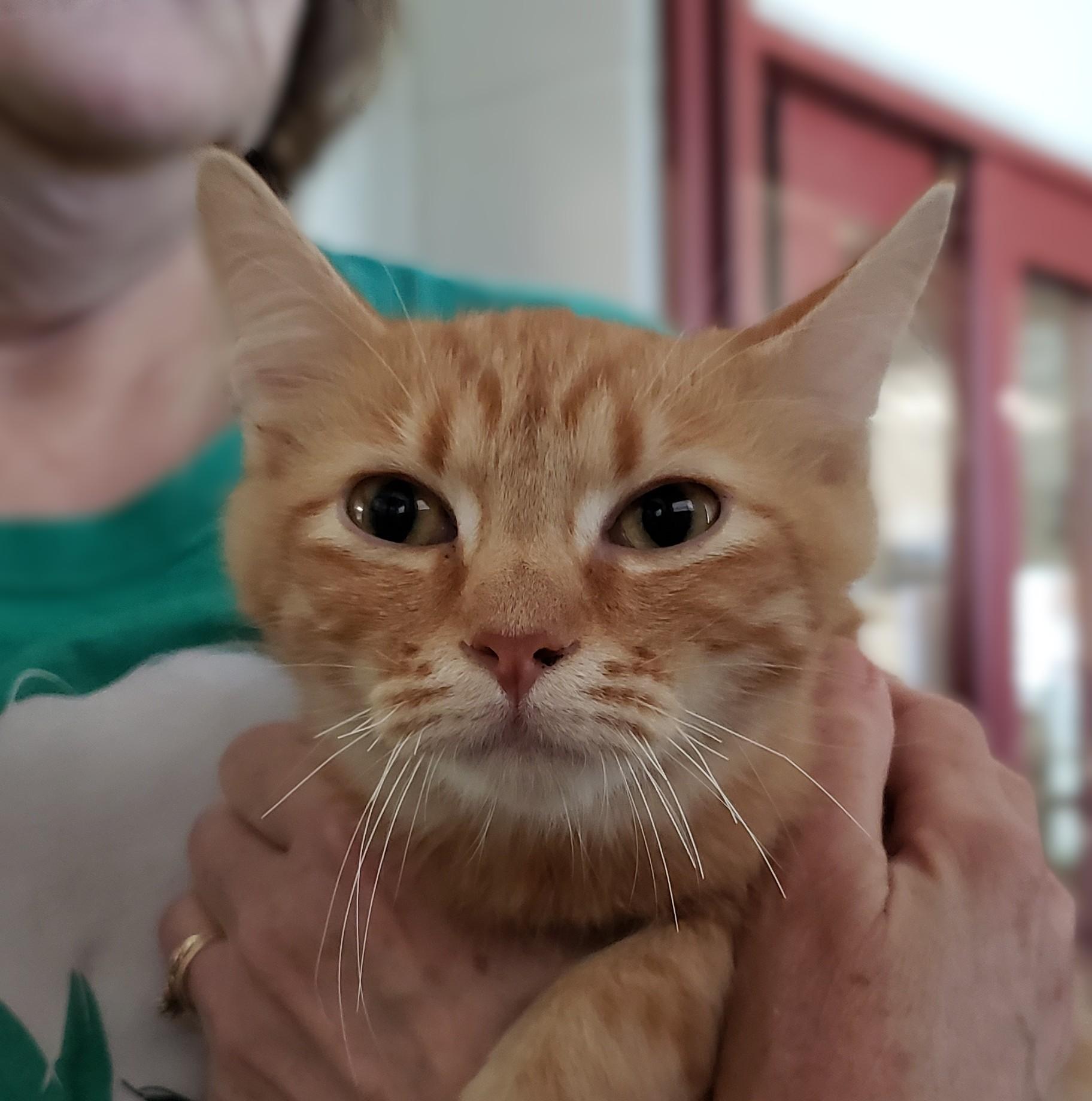 Ezekiel, adopted, Kitten Male Domestic Short Hair.