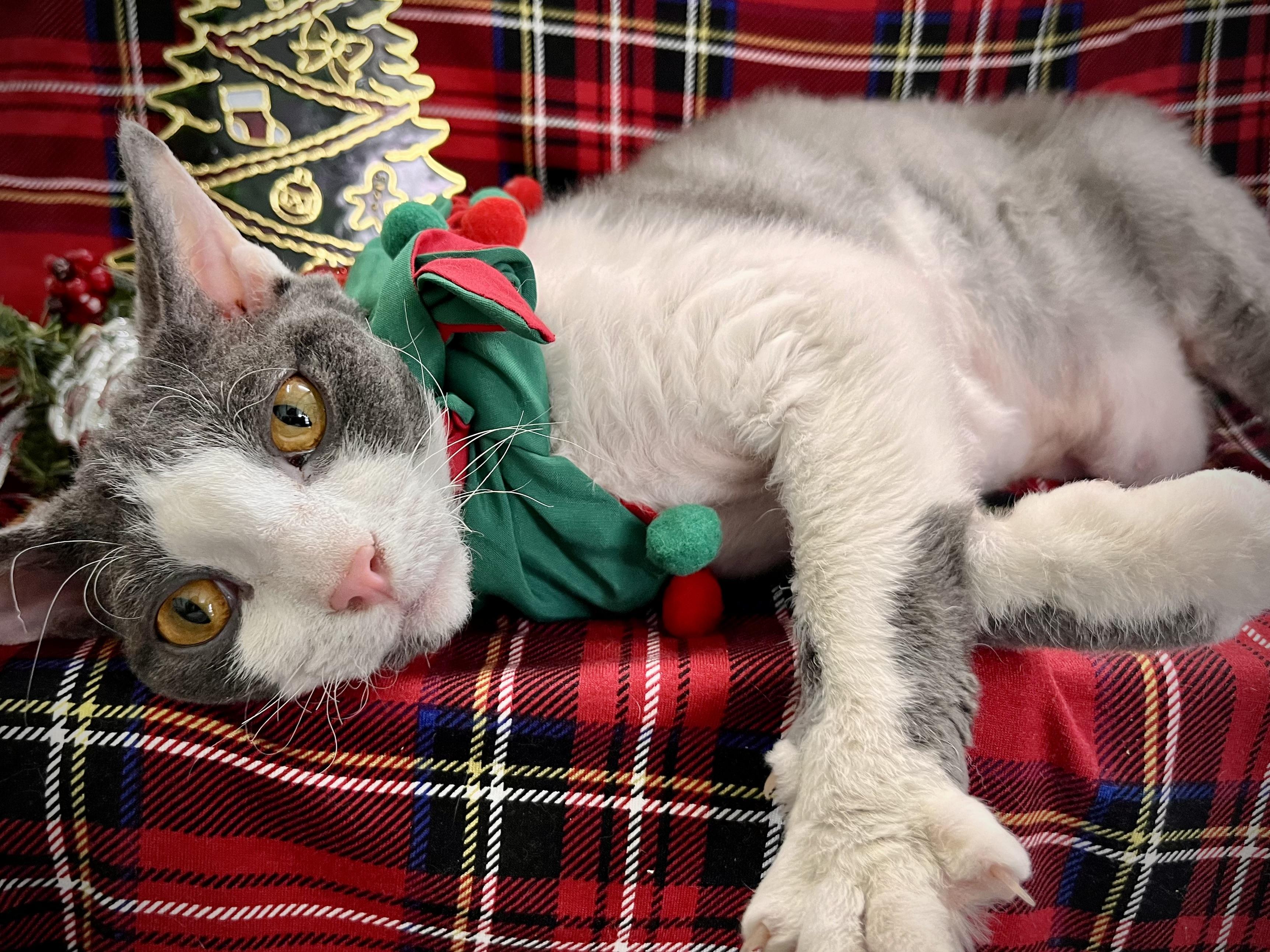 Benny and Ivey, a ADOPTABLE mixed breed in Maryville, TN image 1/6
