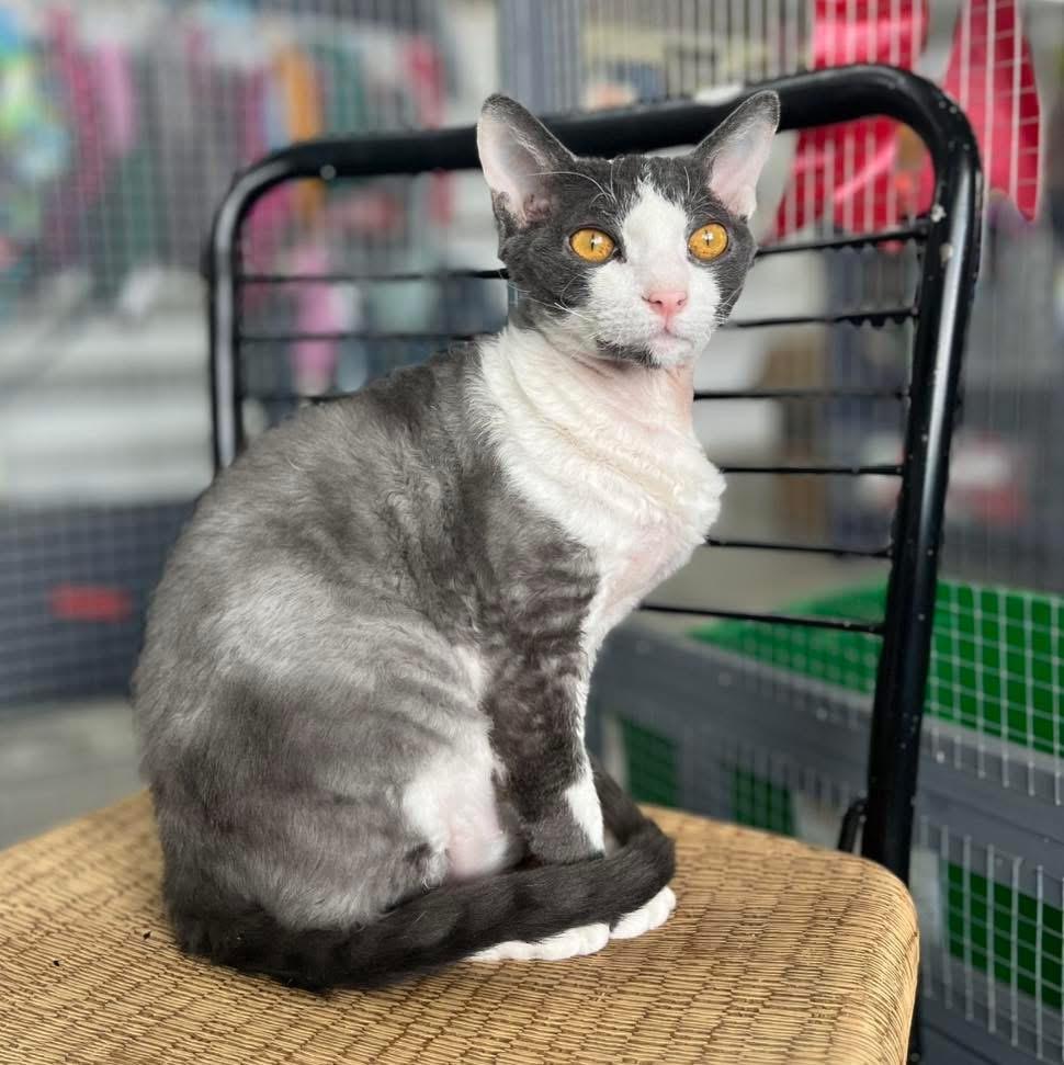 Benny and Ivey, a ADOPTABLE mixed breed in Maryville, TN image 2/6