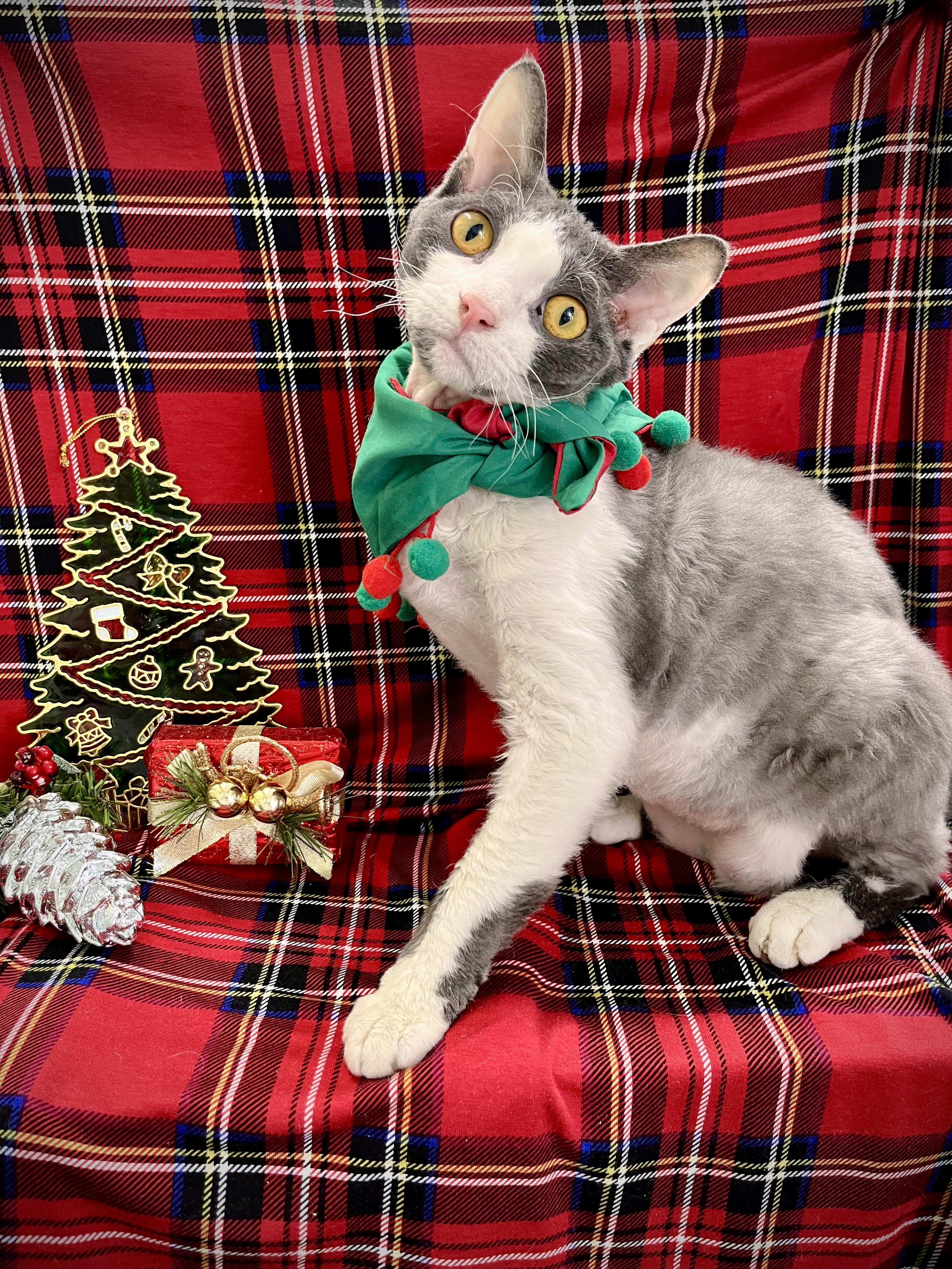 Benny and Ivey, a ADOPTABLE mixed breed in Maryville, TN image 3/6