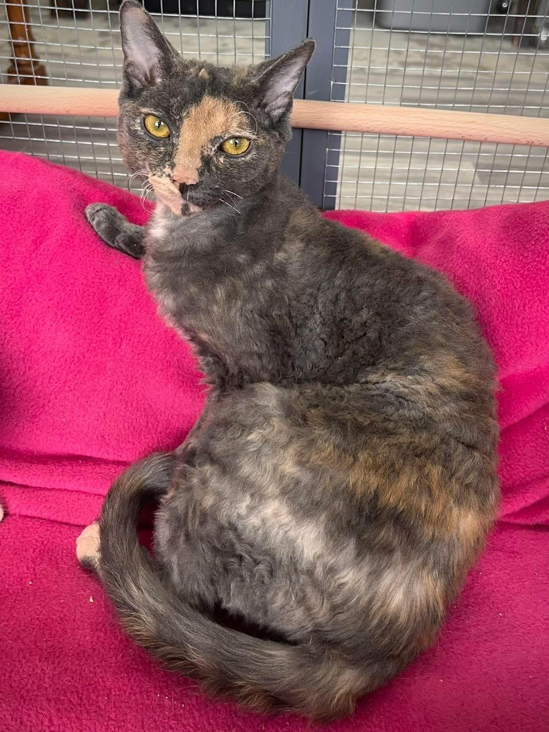 Benny and Ivey, a ADOPTABLE mixed breed in Maryville, TN image 4/6