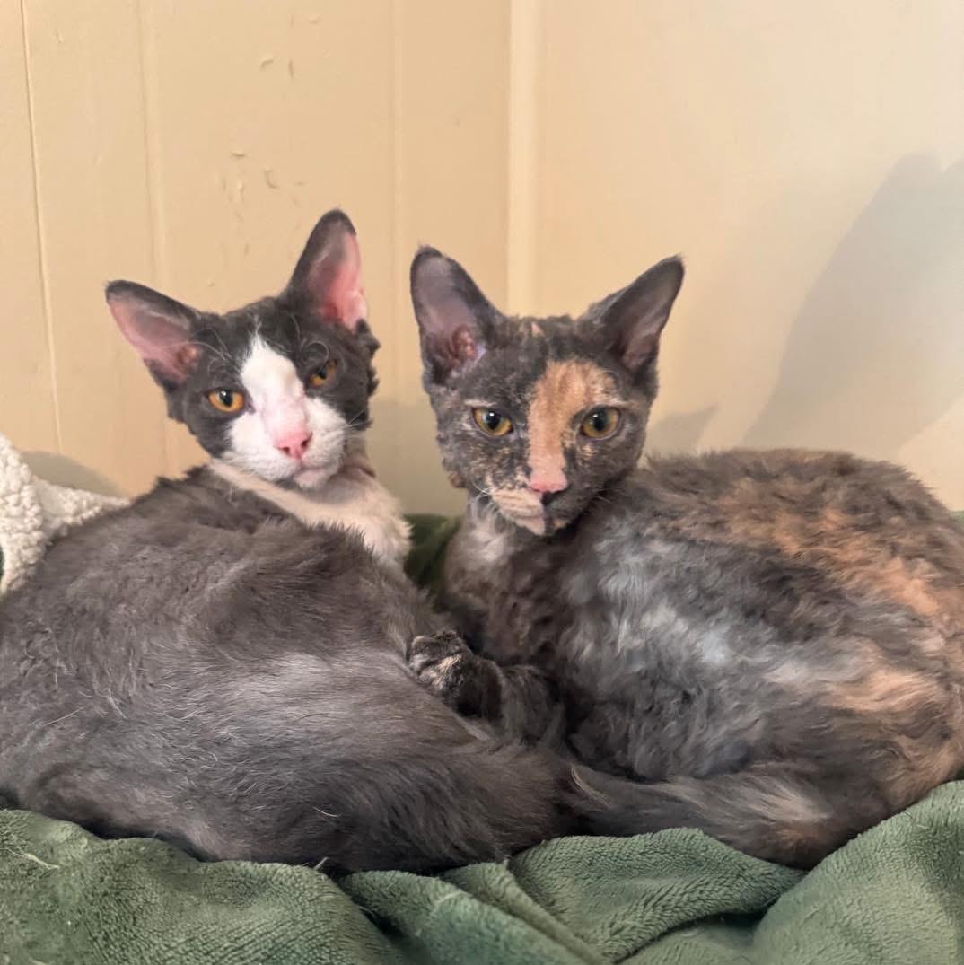 Benny and Ivey, a ADOPTABLE mixed breed in Maryville, TN image 5/6