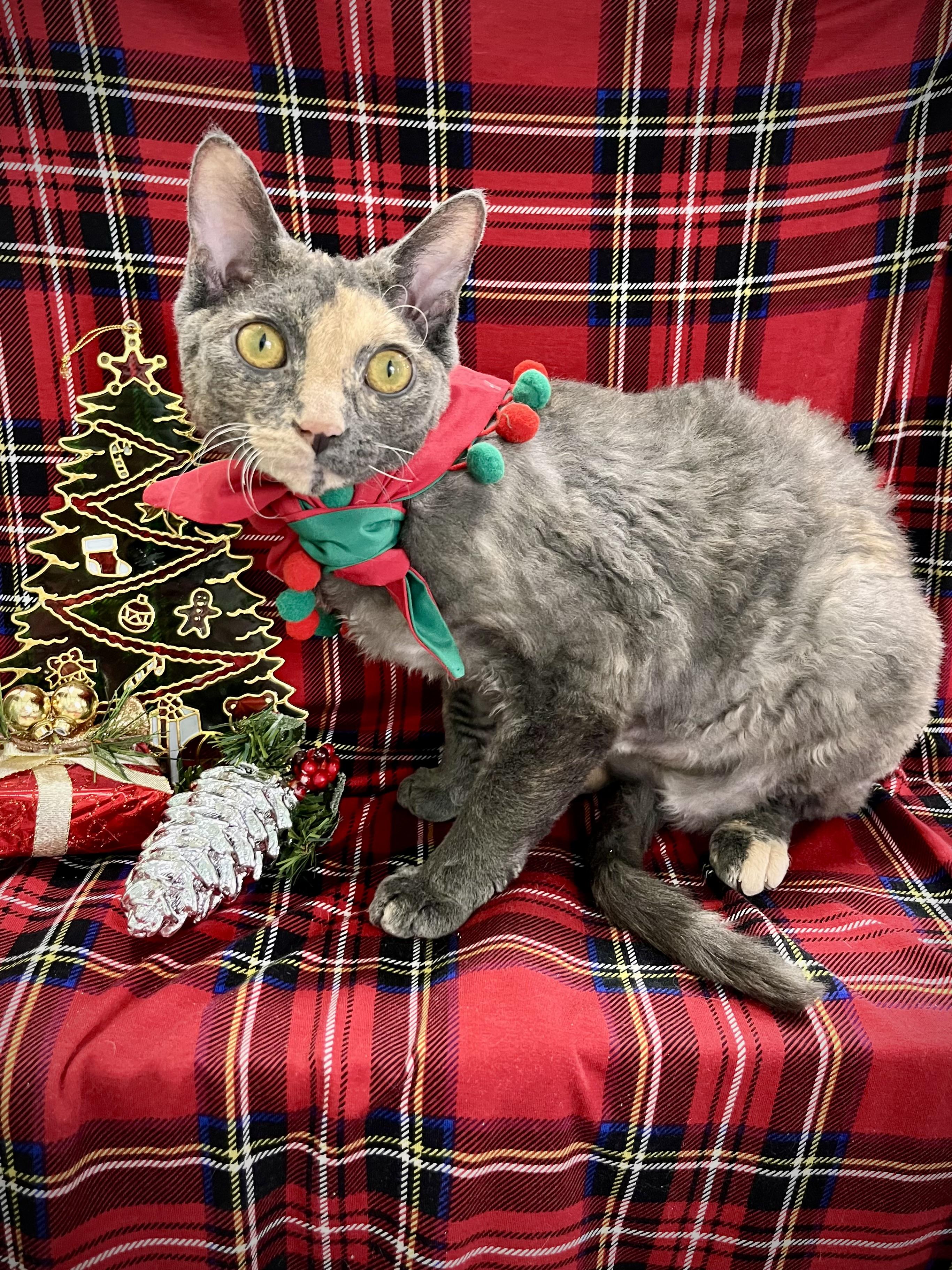 Benny and Ivey, a ADOPTABLE mixed breed in Maryville, TN image 6/6