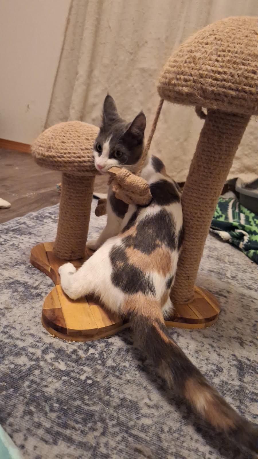 Wobbles (Courtesy Post), Adoptable, Young Female Domestic Short Hair.