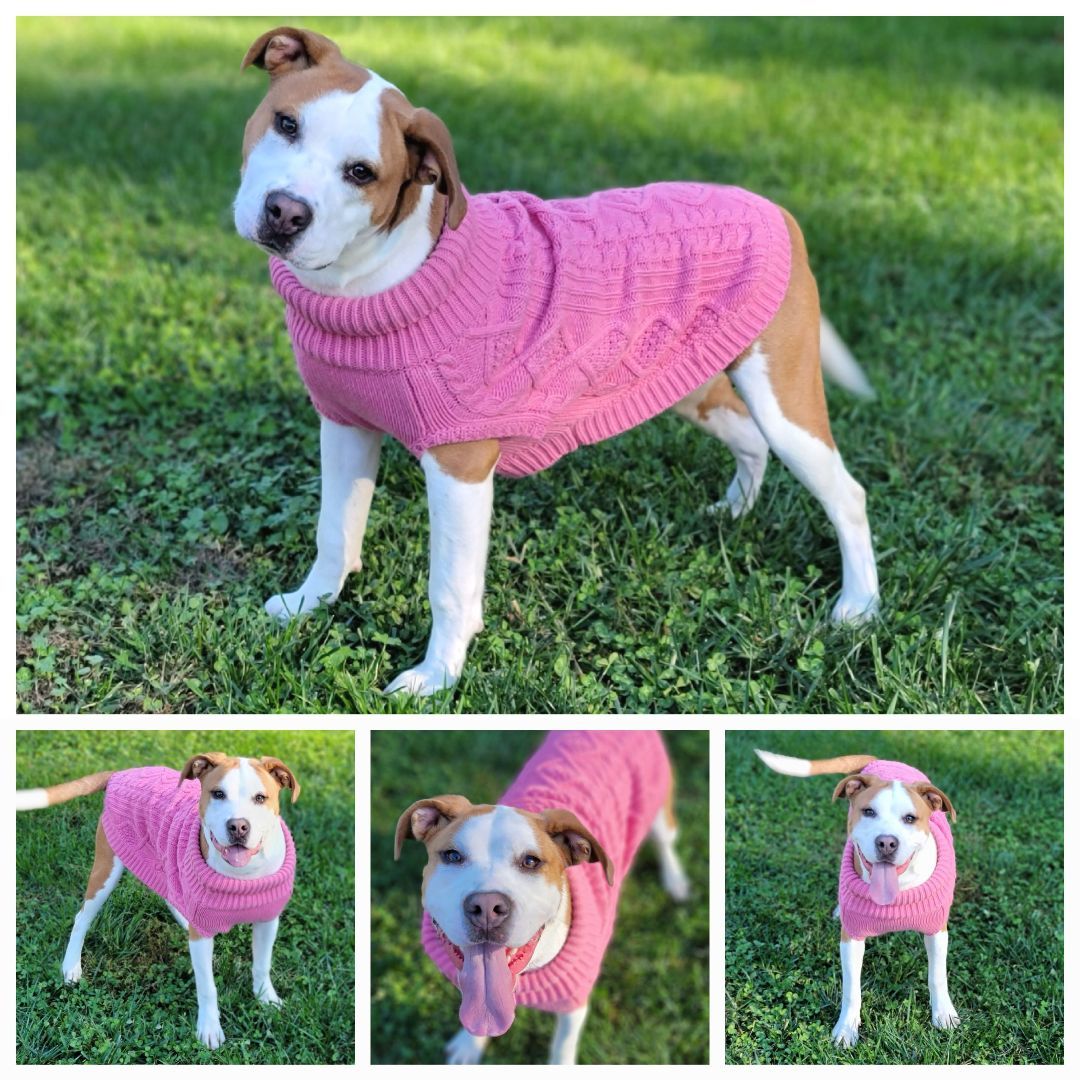 Enlarge Tweety, a Adopted mixed breed in Lexington, NC image 1/1