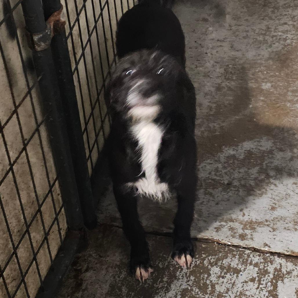 Enlarge Stella, a Adoptable Terrier in mount vernon, AR image 1/1