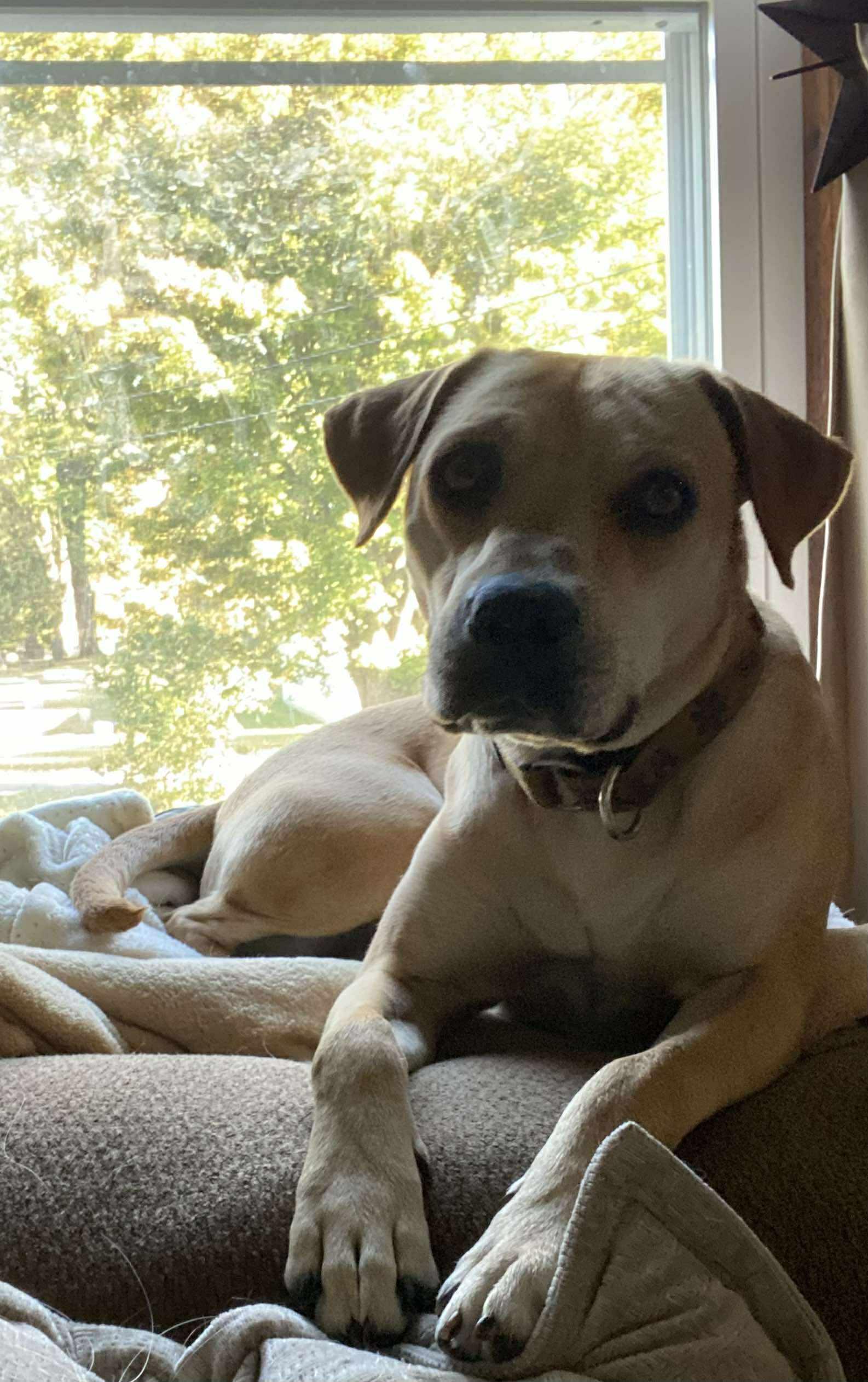 Daizy: Foster-to-Adopt Available