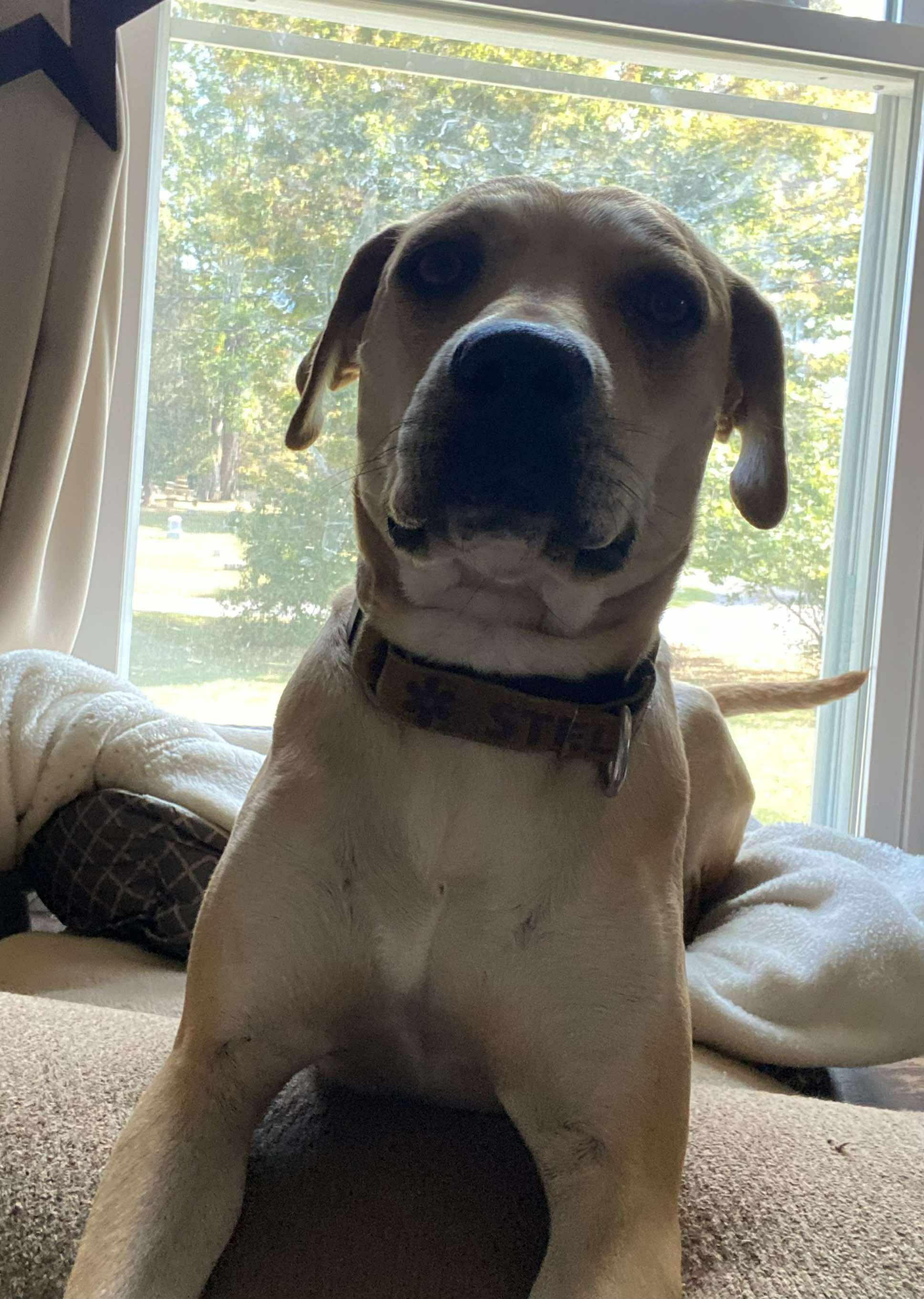 Daizy: Foster-to-Adopt Available