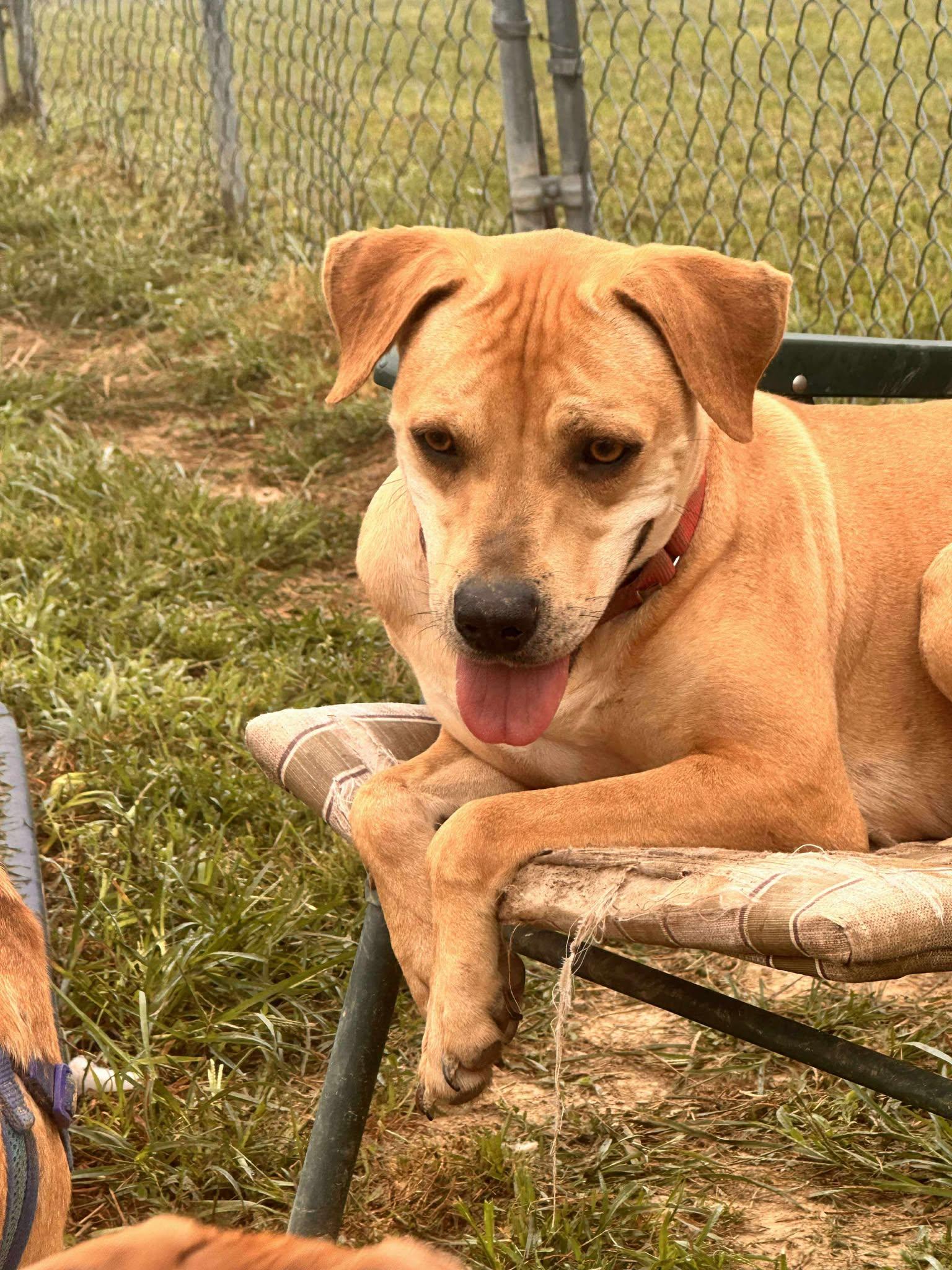 Daizy: Foster-to-Adopt Available
