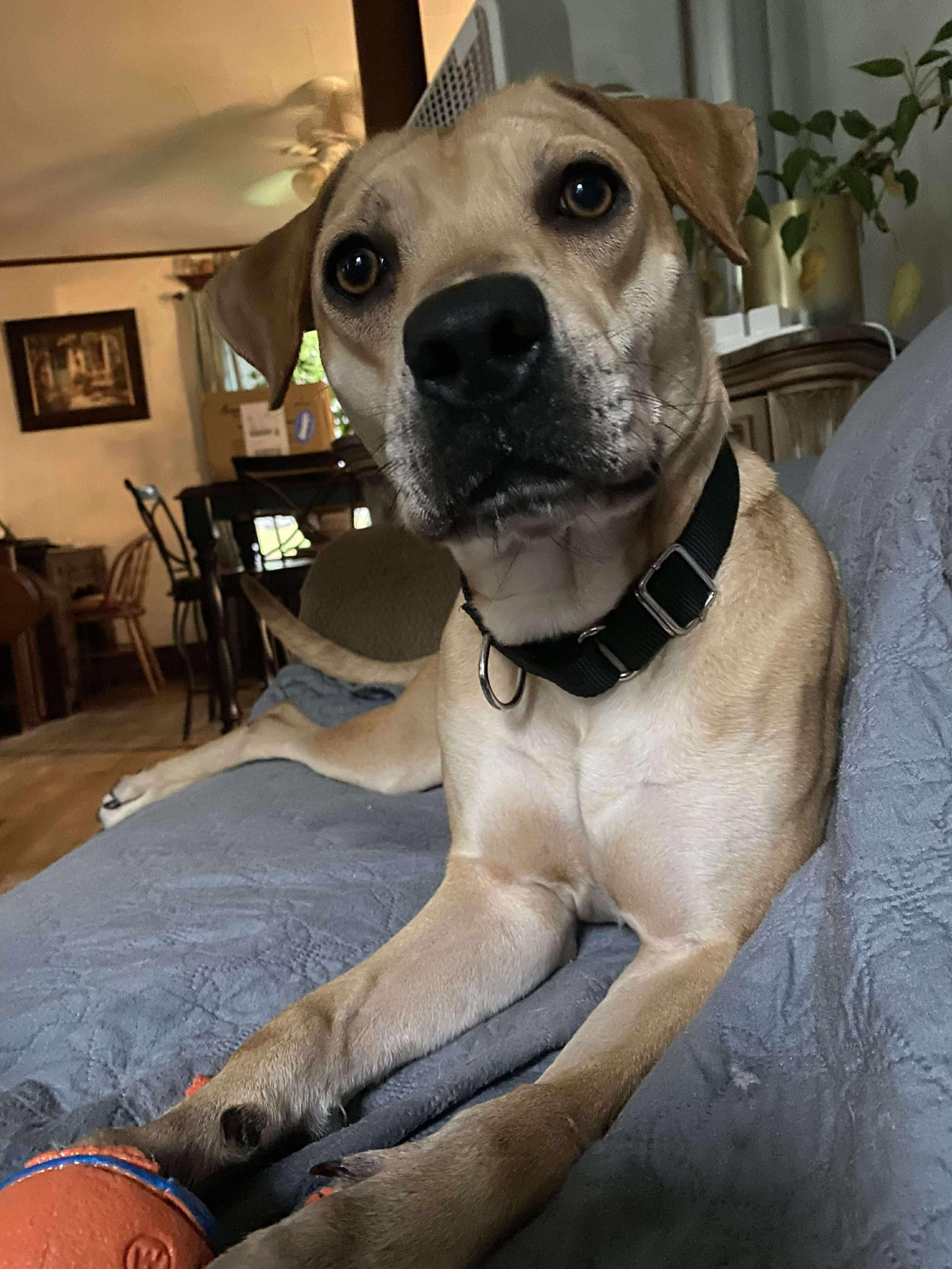 Daizy: Foster-to-Adopt Available