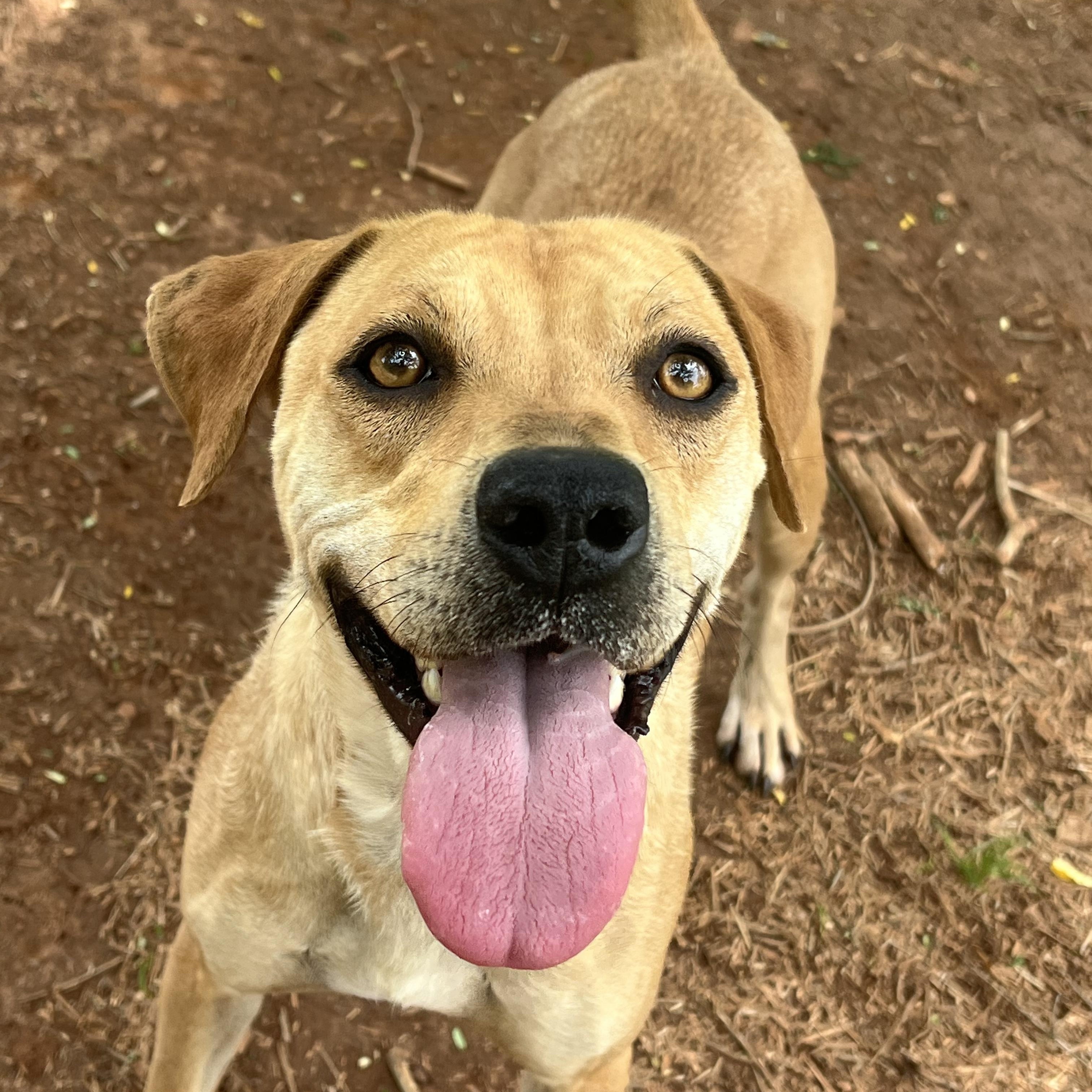 Daizy: Foster-to-Adopt Available