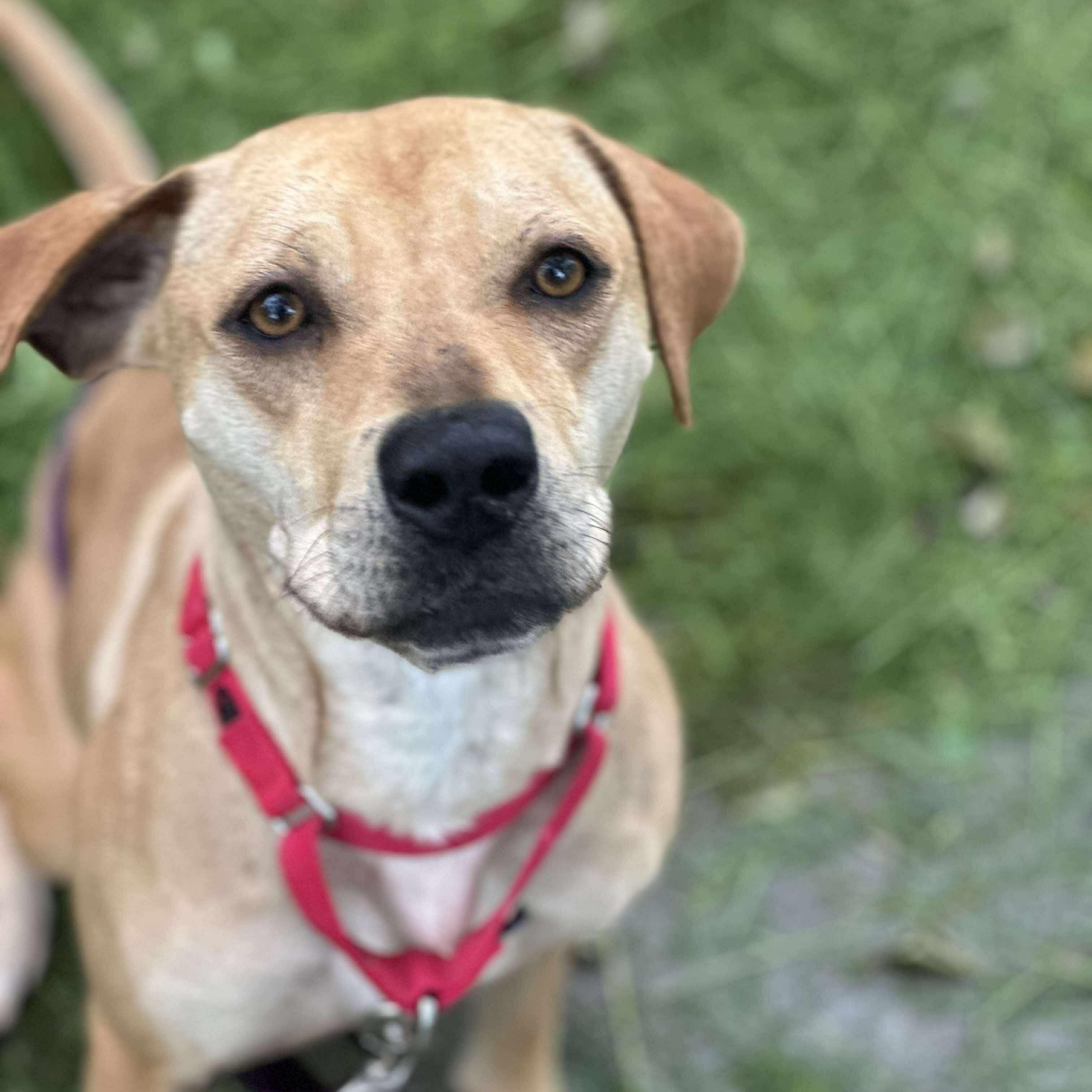 Daizy: Foster-to-Adopt Available
