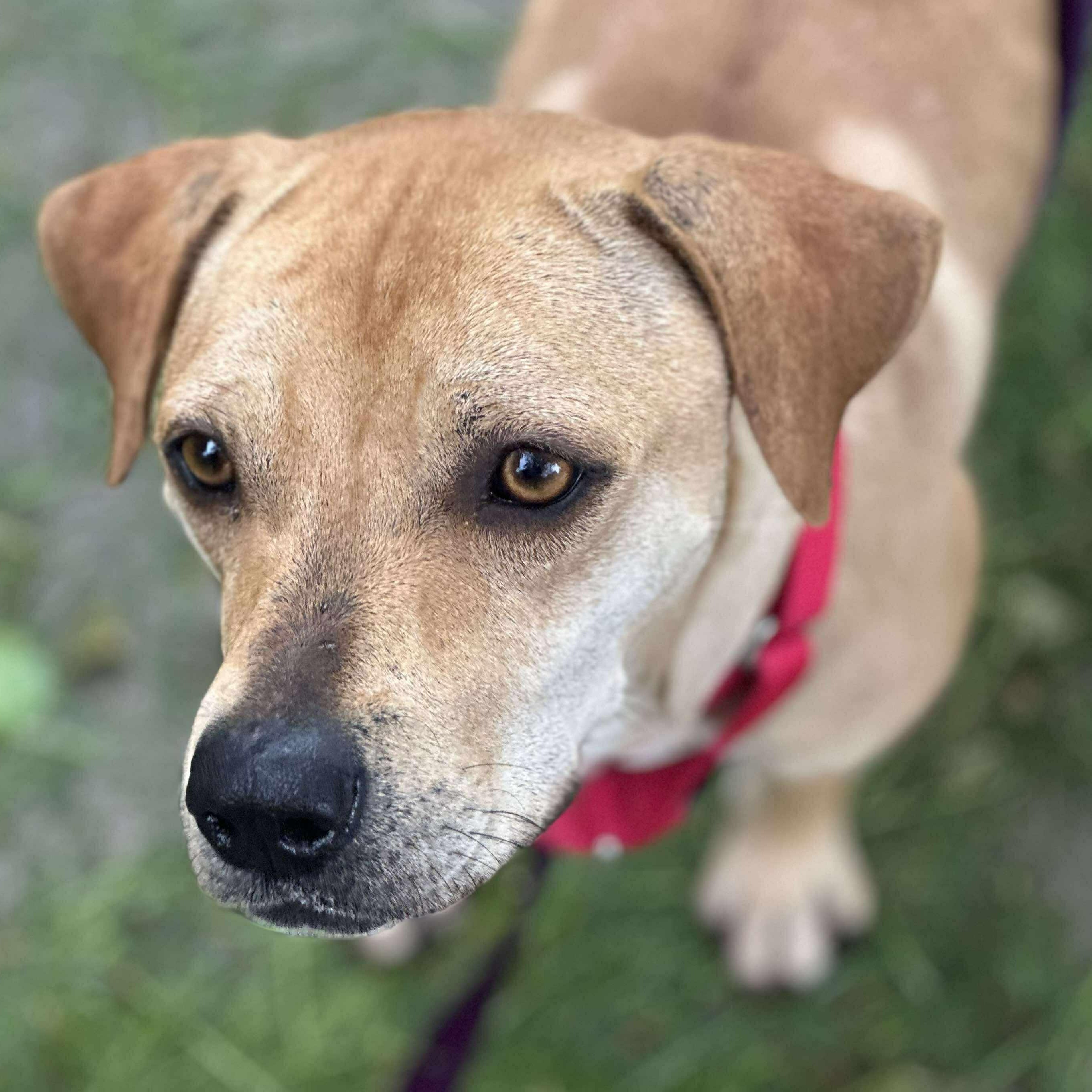 Daizy: Foster-to-Adopt Available