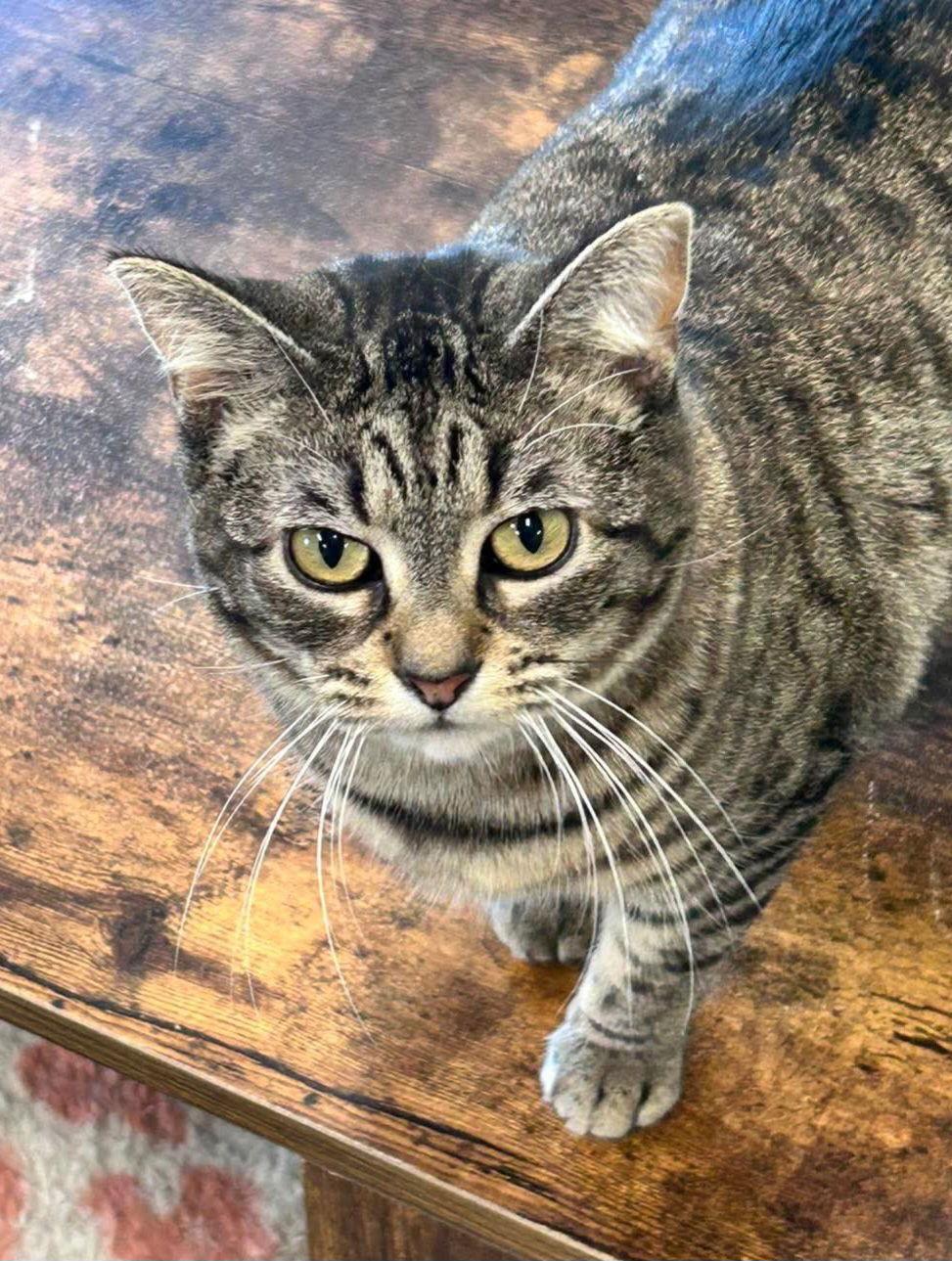 Rosie @ The Cat's Brew, Adopted, Adult Female Domestic Short Hair & Tabby.