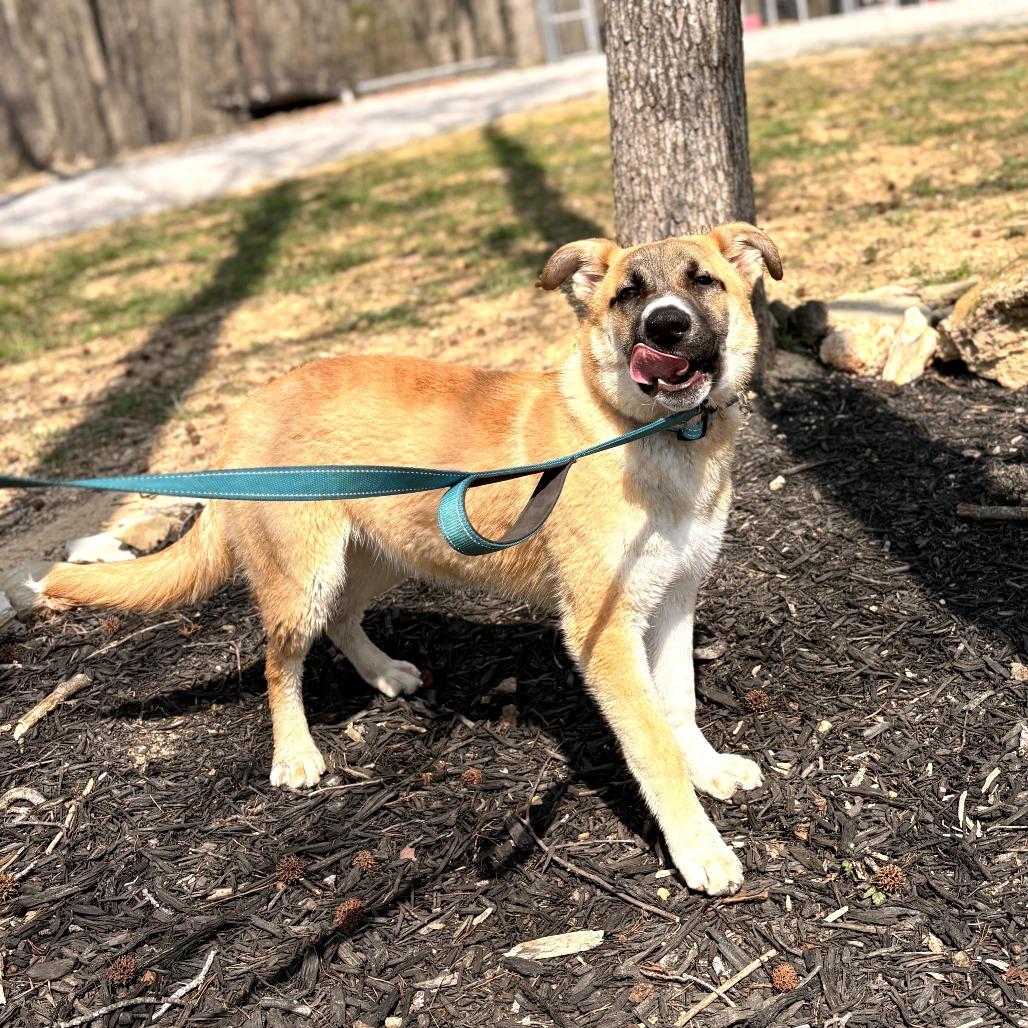 Teddy(Hank), Adoptable, Young Male Shepherd.
