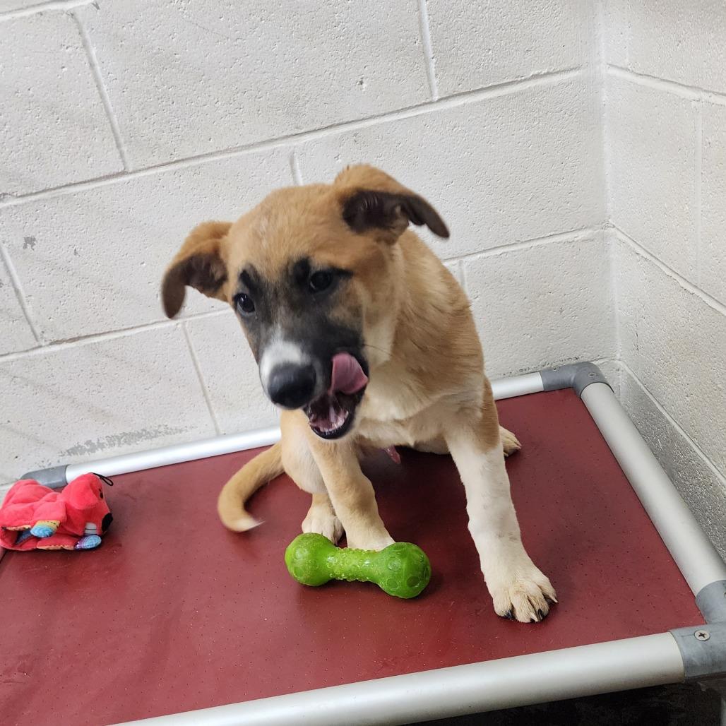 Enlarge Teddy(Hank), a Adoptable Shepherd in Evensville, TN image 2/6
