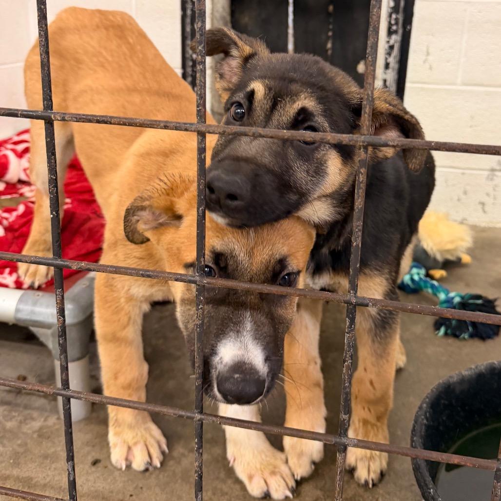 Teddy(Hank), Adoptable, Young Male Shepherd.