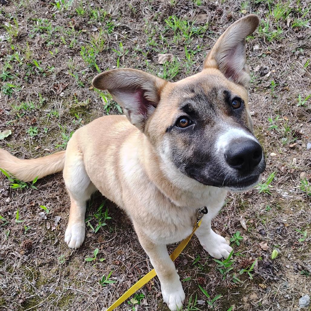 Enlarge Teddy(Hank), a Adoptable Shepherd in Evensville, TN image 2/6