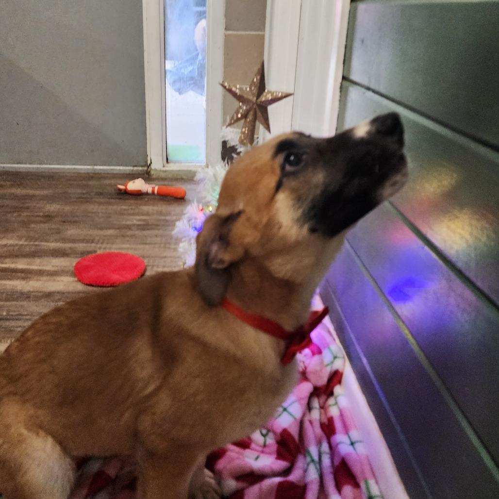 Enlarge Teddy(Hank), a Adoptable Shepherd in Evensville, TN image 3/6