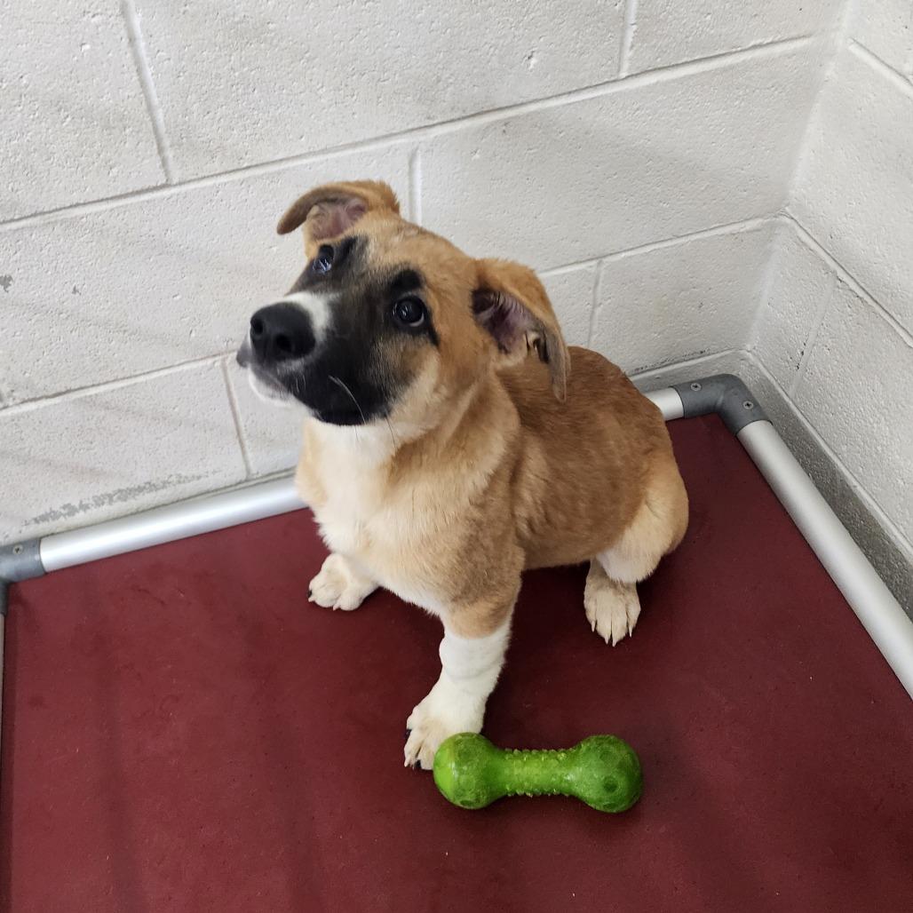 Enlarge Teddy(Hank), a Adoptable Shepherd in Evensville, TN image 4/6