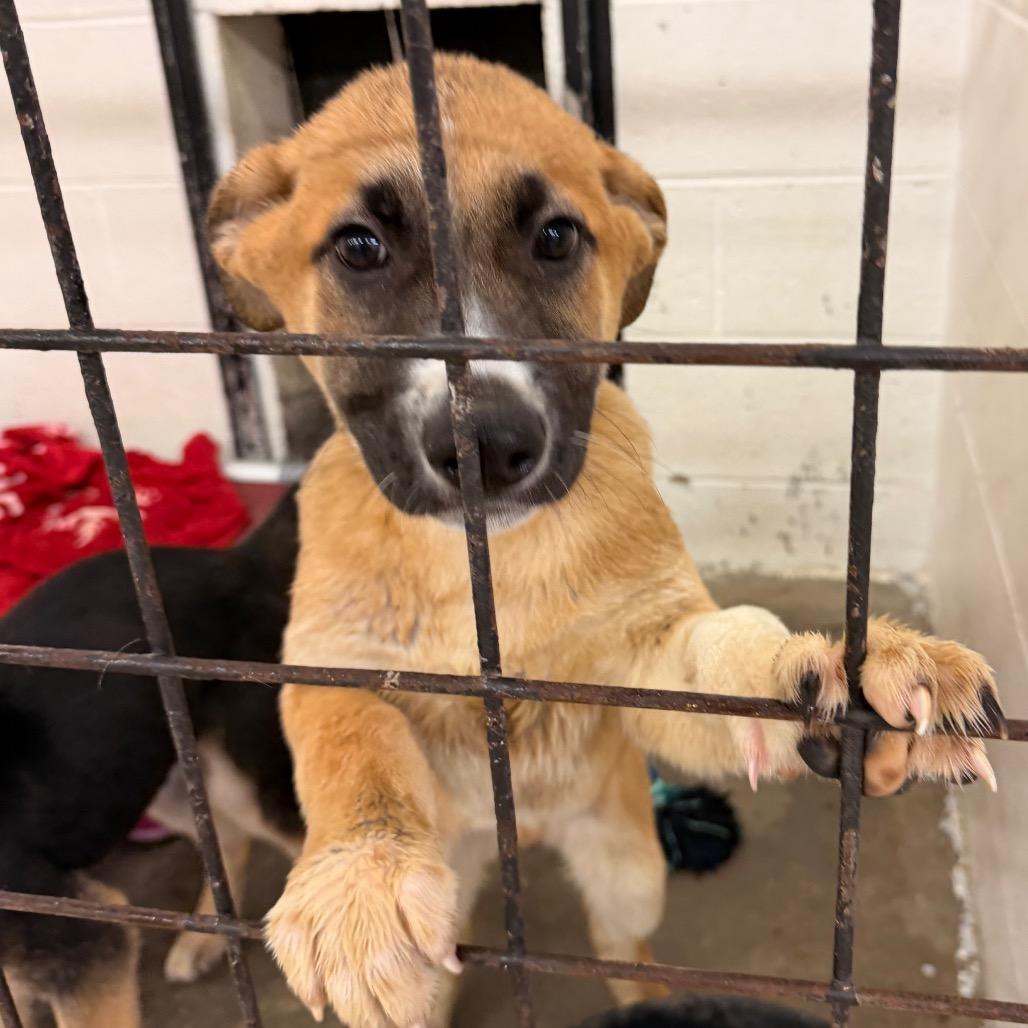 Enlarge Teddy(Hank), a Adoptable Shepherd in Evensville, TN image 4/6