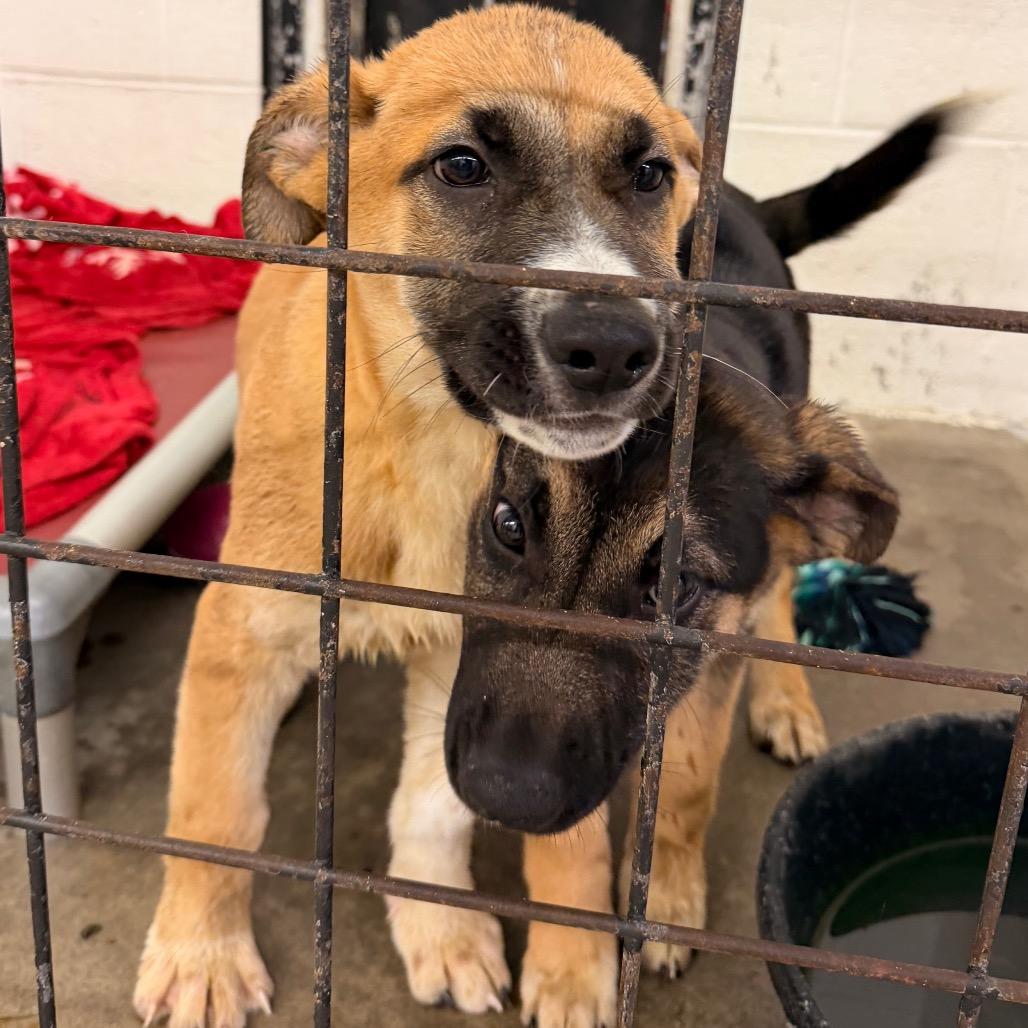 Enlarge Teddy(Hank), a Adoptable Shepherd in Evensville, TN image 5/6