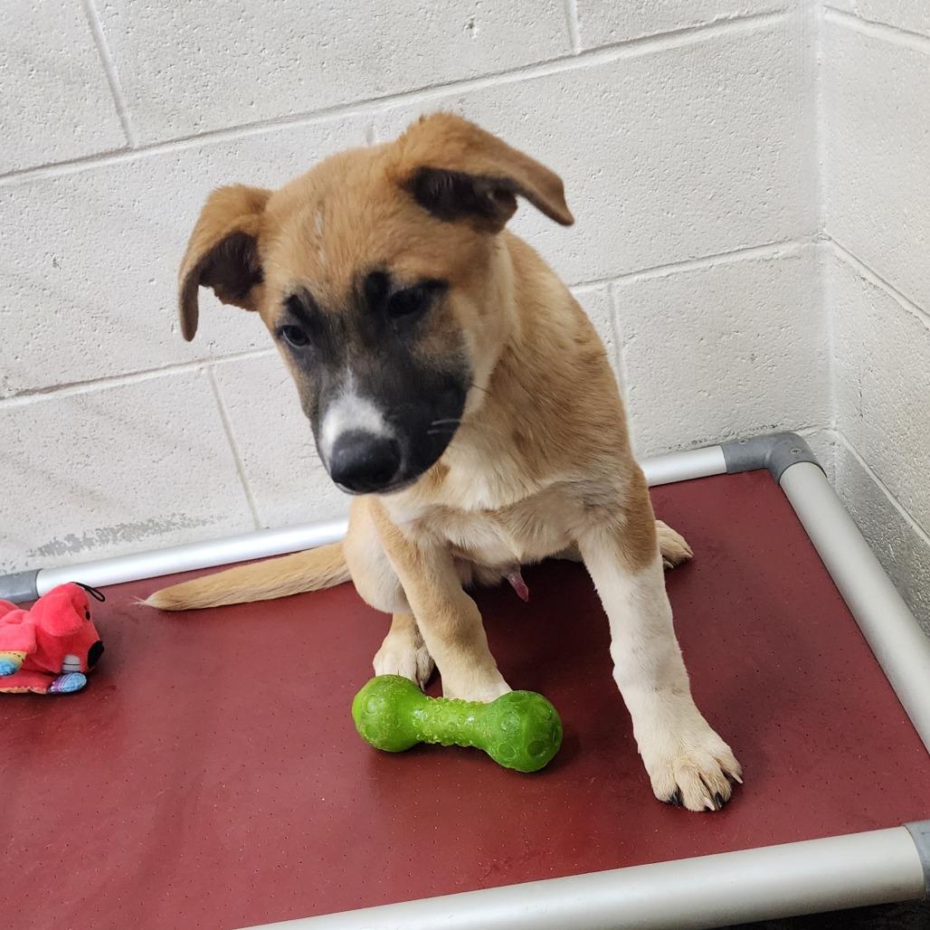 Enlarge Teddy(Hank), a Adoptable Shepherd in Evensville, TN image 6/6