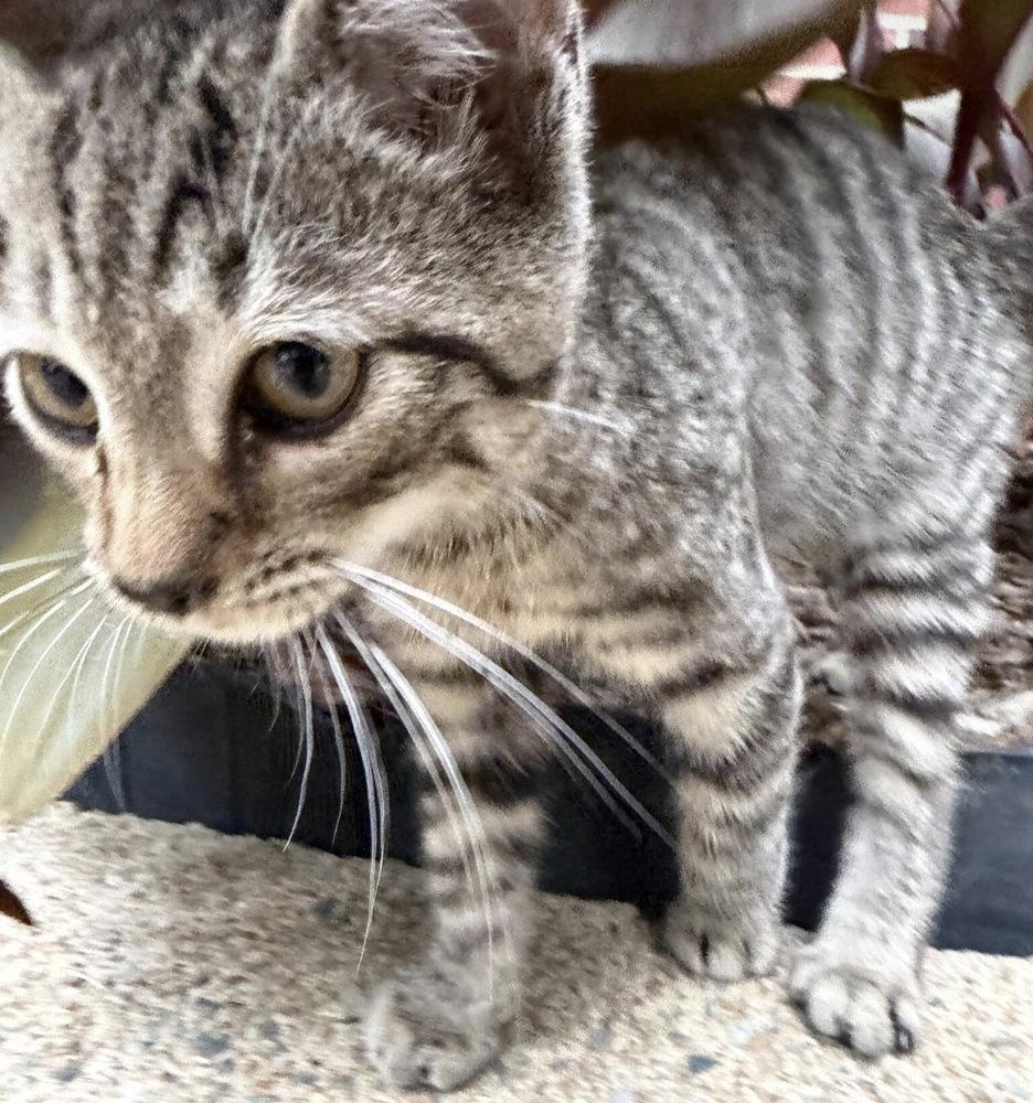 Jangle, Adoptable, Kitten Male Domestic Short Hair.