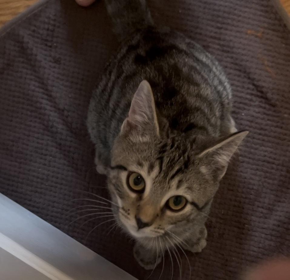 Enlarge Jangle, a Adoptable Domestic Short Hair in Henrico, VA image 2/6