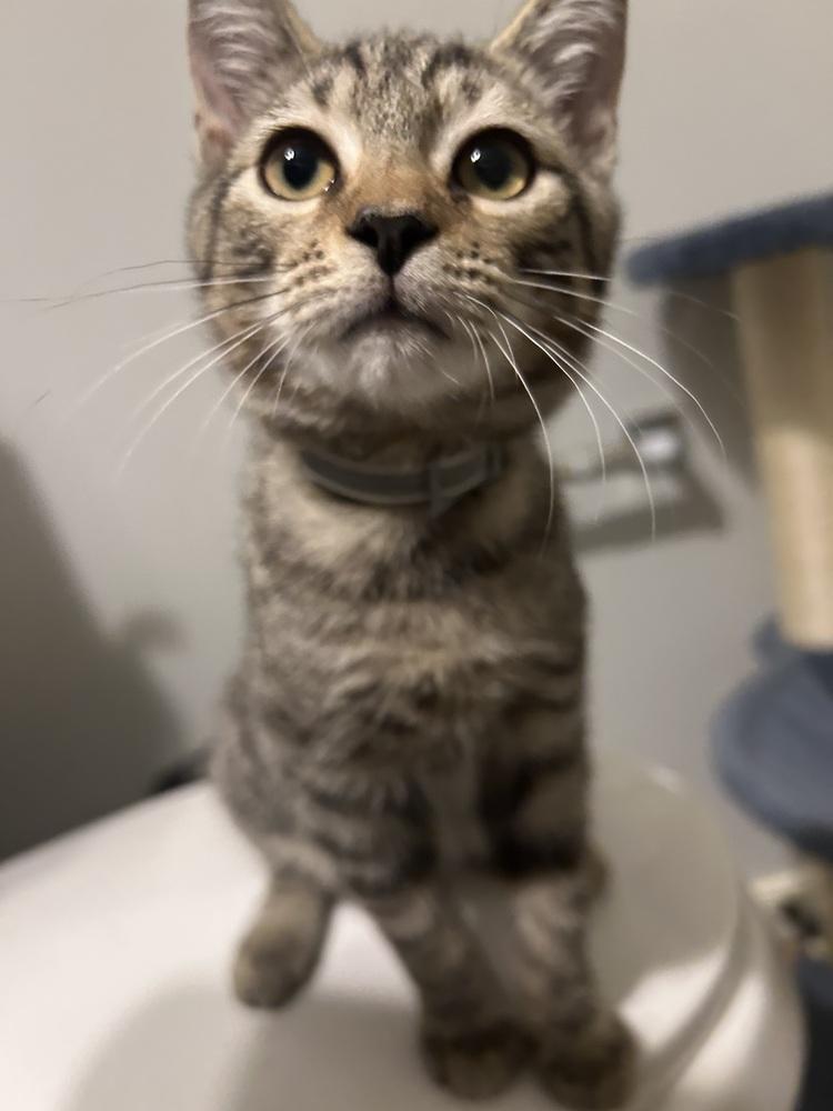 Enlarge Jangle, a Adoptable Domestic Short Hair in Henrico, VA image 3/6