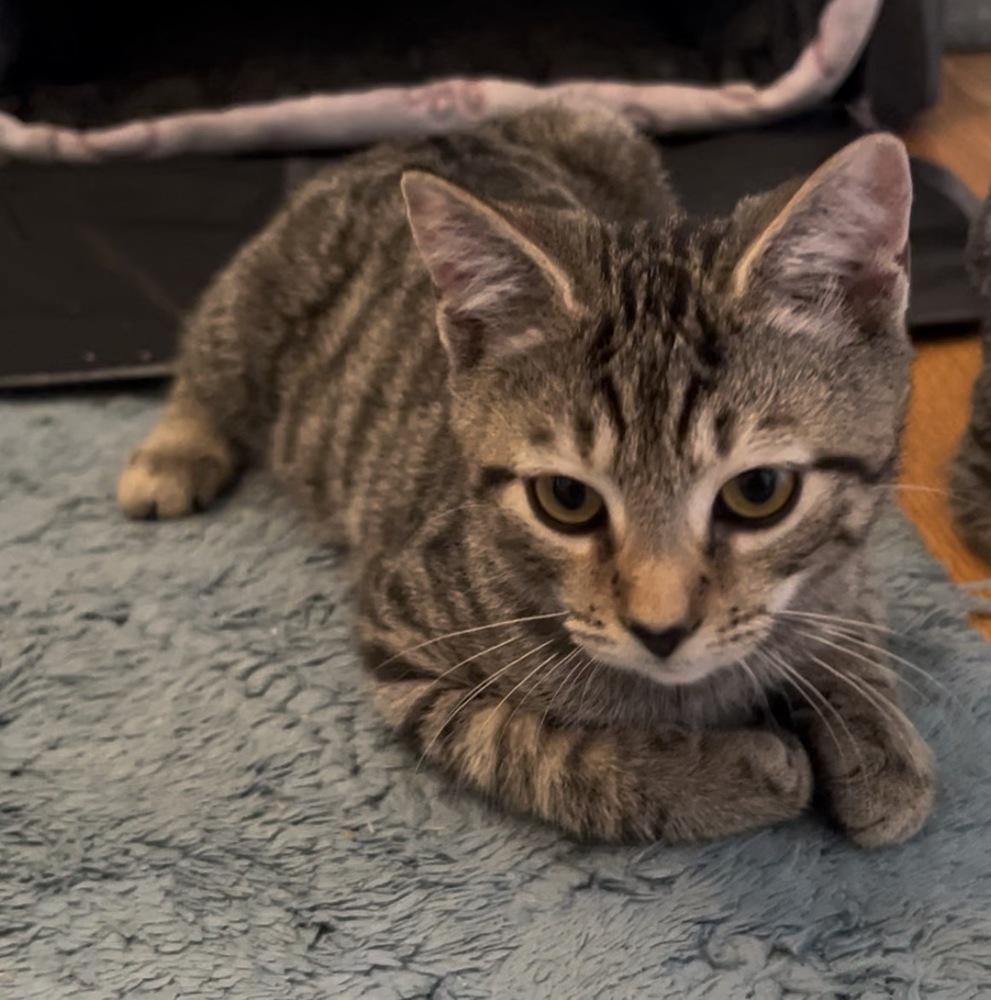 Enlarge Jangle, a Adoptable Domestic Short Hair in Henrico, VA image 4/6