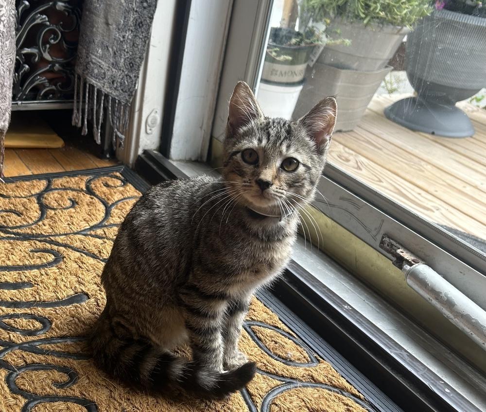 Enlarge Jangle, a Adoptable Domestic Short Hair in Henrico, VA image 5/6