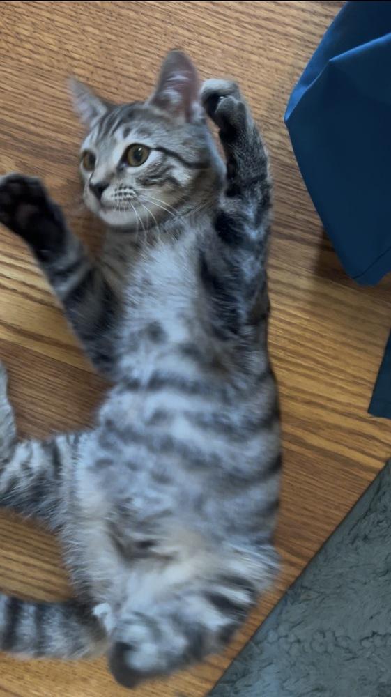 Enlarge Jangle, a Adoptable Domestic Short Hair in Henrico, VA image 6/6