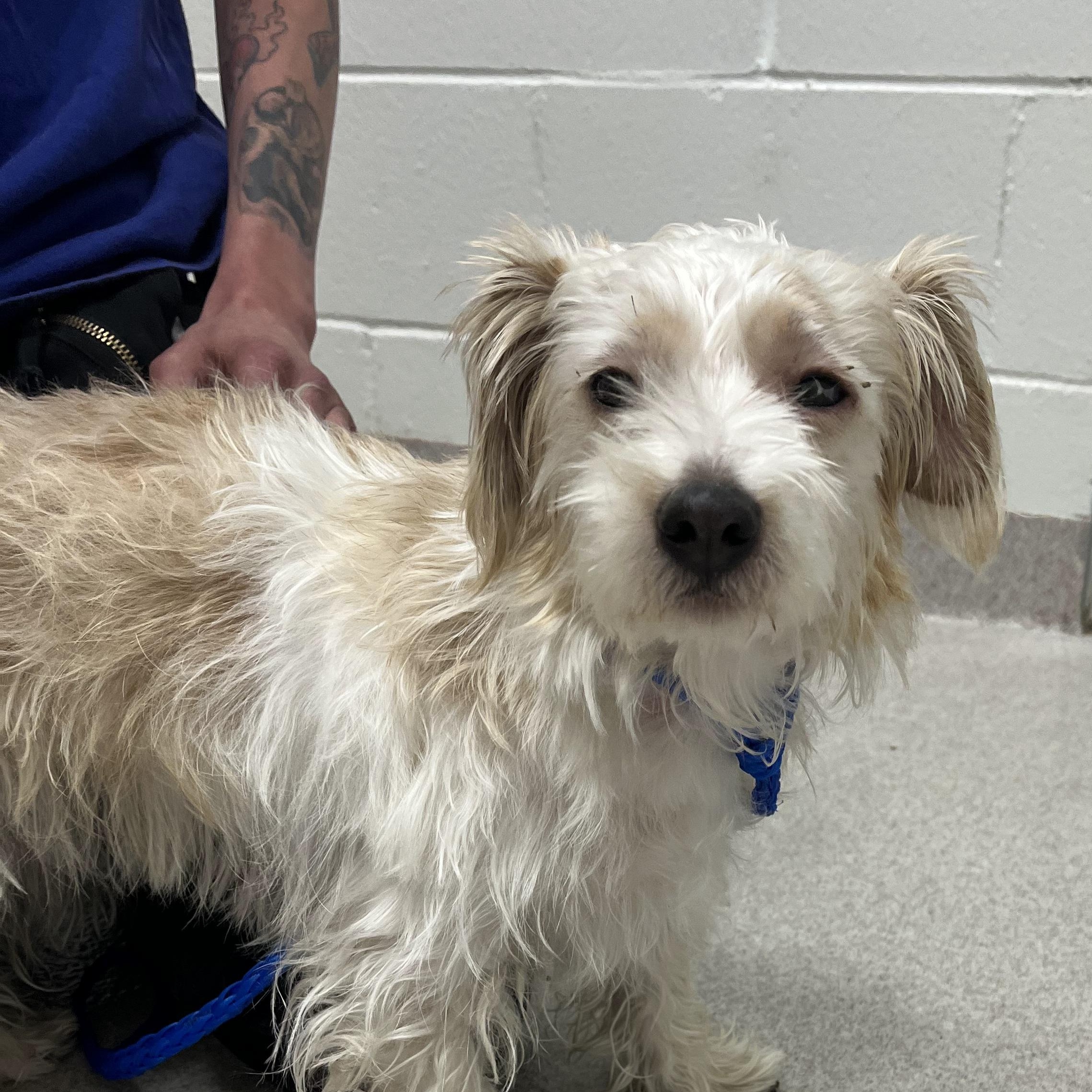 26-234 Lily, adopted, Young Female Terrier.