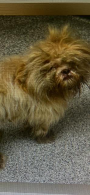 BERTIE, Adoptable, Young Female Shih Tzu.