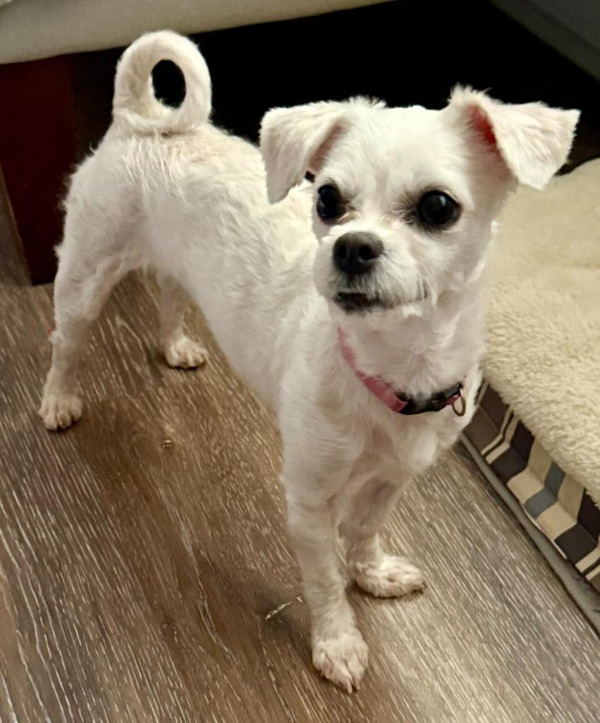 Enlarge BERTIE, a Adoptable Shih Tzu in Newaygo, MI image 2/6