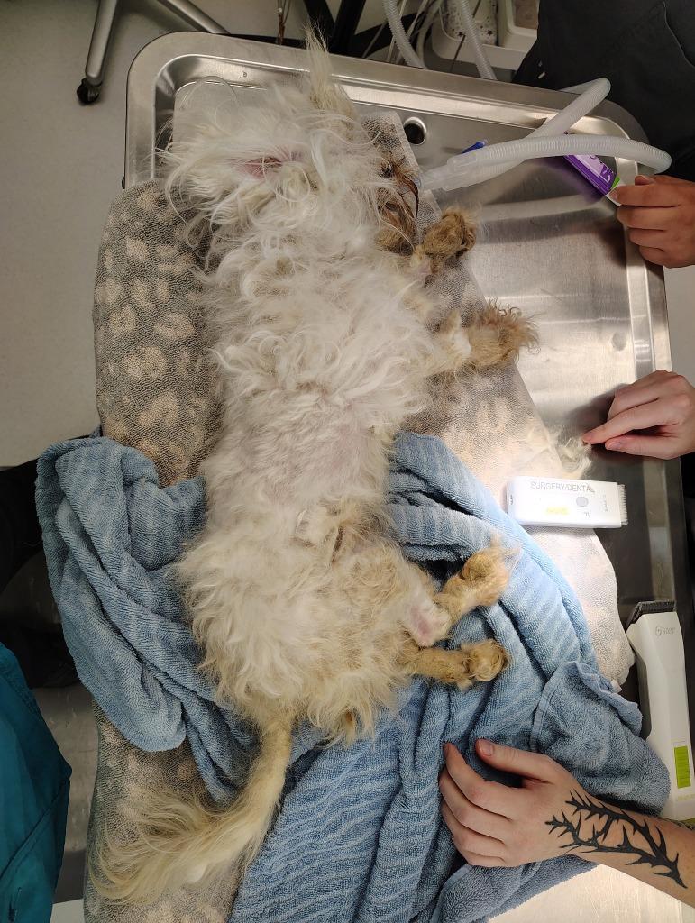 Enlarge BERTIE, a Adoptable Shih Tzu in Newaygo, MI image 3/6