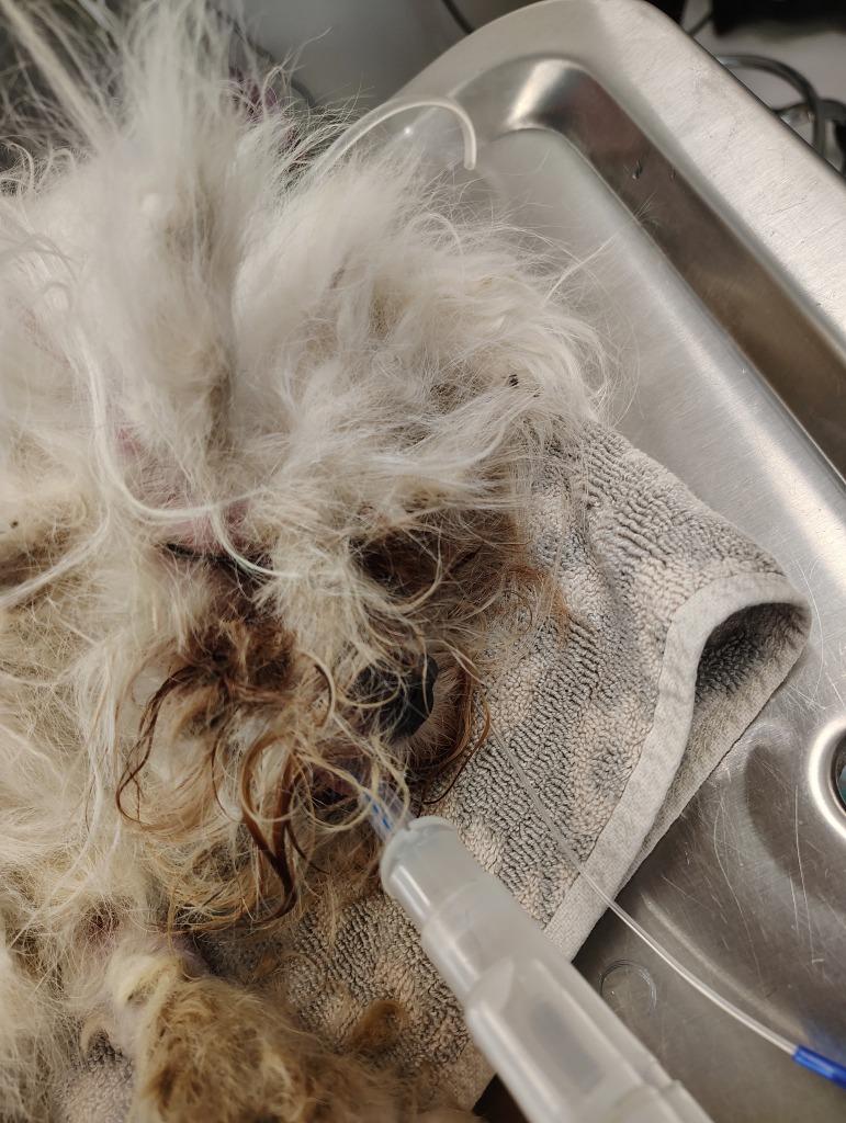 Enlarge BERTIE, a Adoptable Shih Tzu in Newaygo, MI image 6/6