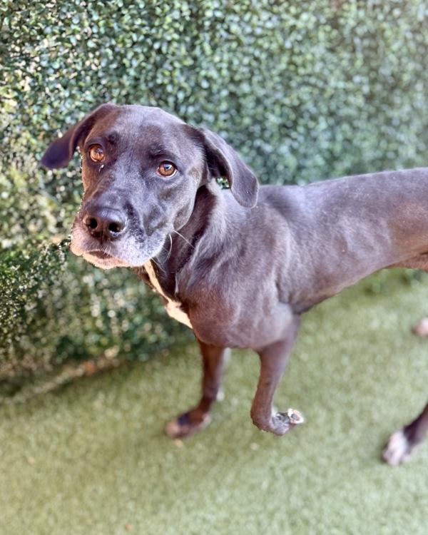 Enlarge Ino, a Adoptable mixed breed in Canton, GA image 1/1