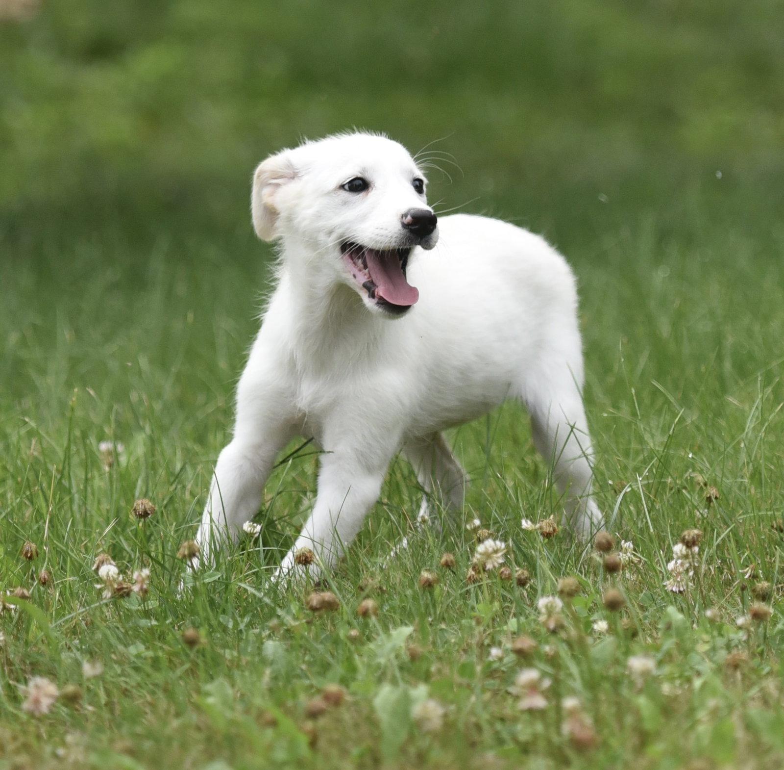 Enlarge Cassie, a Adopted mixed breed in Mechanicsburg, PA image 1/3