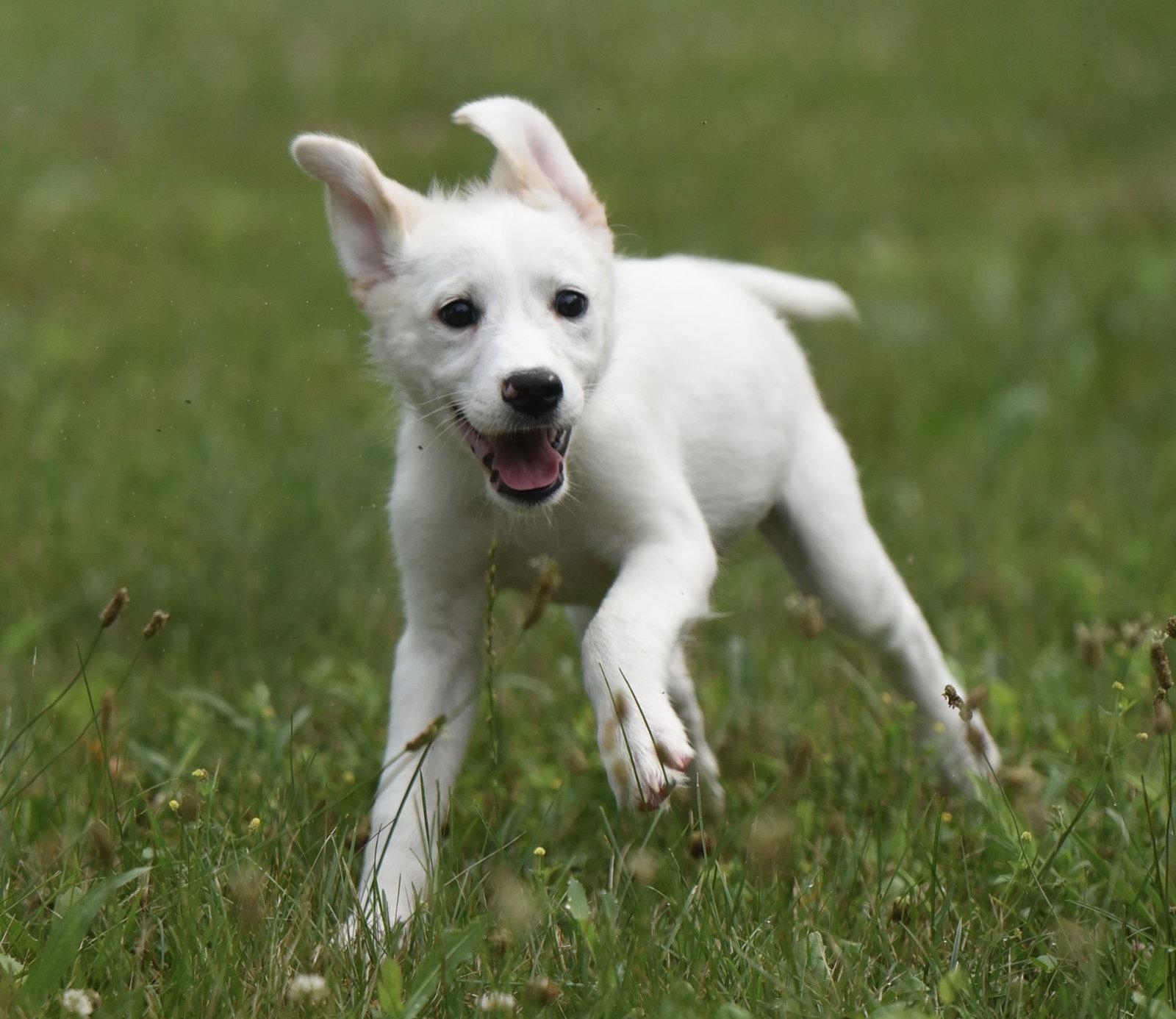 Enlarge Cassie, a Adopted mixed breed in Mechanicsburg, PA image 2/3