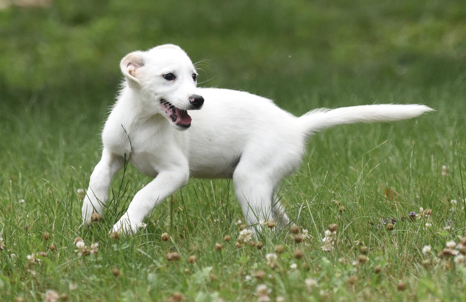 Enlarge Cassie, a Adopted mixed breed in Mechanicsburg, PA image 3/3