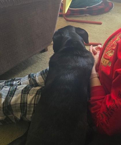 Enlarge Lunatomiti(Socks), a Adoptable mixed breed in Simcoe, ON image 2/3