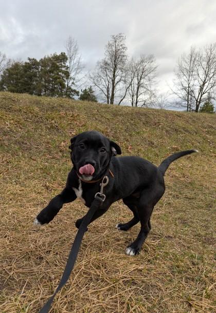Enlarge Lunatomiti(Socks), a Adoptable mixed breed in Simcoe, ON image 3/3